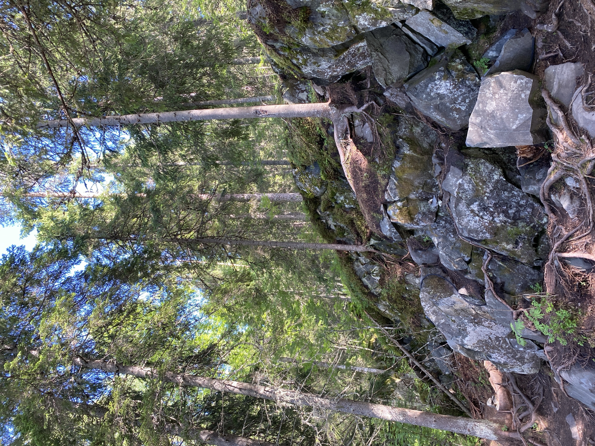 The image depicts a natural scene within a forest in Ruskeala, Russia. A rocky, uneven slope dominates the foreground and midground, with large, grey rocks interspersed with exposed tree roots and patches of moss and vegetation. Several tall evergreen trees with dark green foliage rise up from the slope, their trunks appearing weathered and textured. The ground beneath the trees is covered with soil, roots, and fallen branches. Sunlight filters through the canopy of the trees, creating dappled light and shadows on the rocks and ground. The overall impression is one of a rugged, natural landscape within a forest environment.