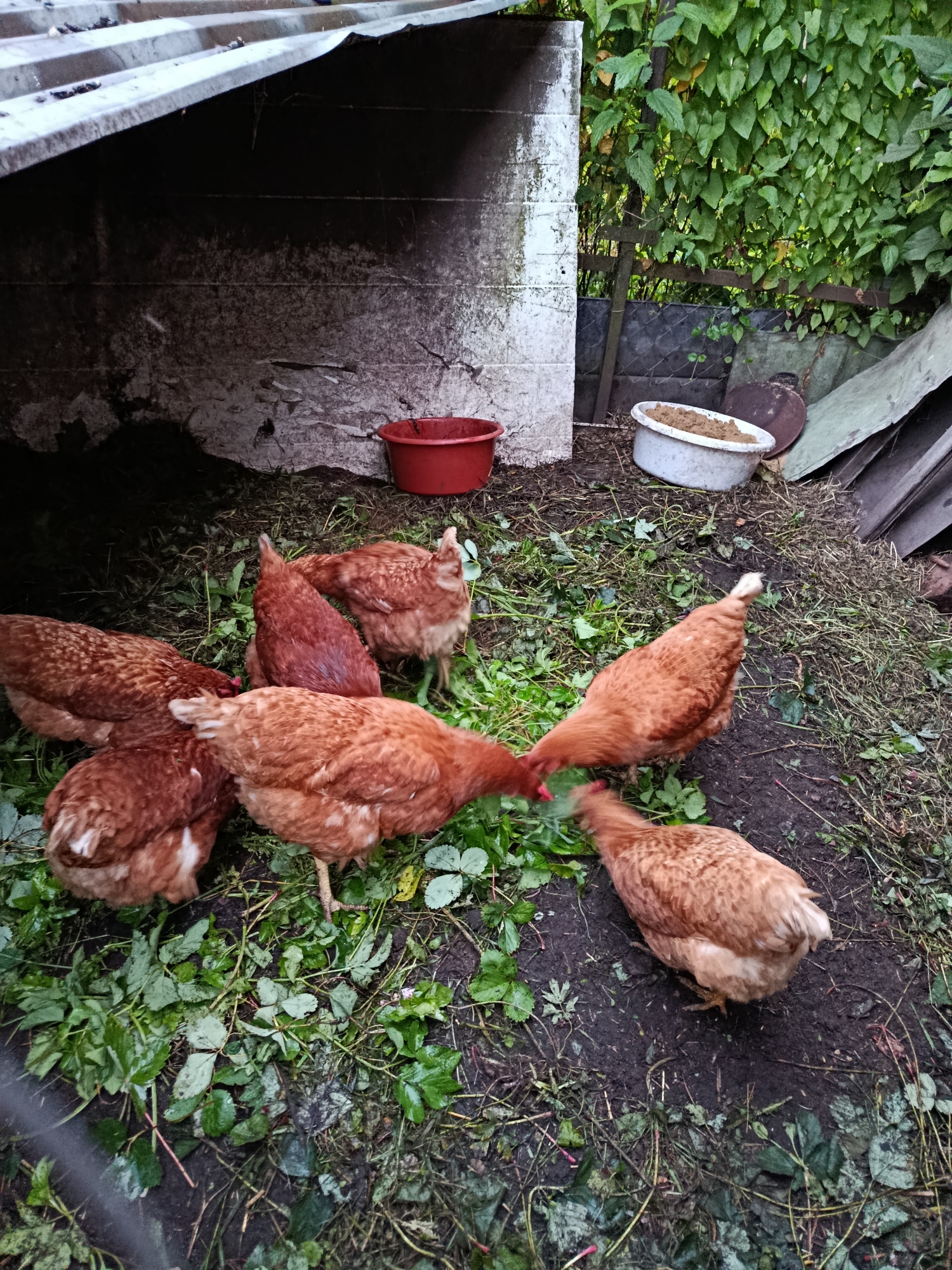 The image shows a group of six brown chickens pecking at green foliage scattered on the ground. The chickens are concentrated in the center of the frame, with some of them eating. The scene appears to be an outdoor enclosure for the chickens, with a rough, possibly concrete structure on the left, partially covered by a corrugated metal roof. In the background, there is dense green foliage, suggesting a garden or overgrown area. To the right of the foliage, there are some discarded materials, including what look like metal sheets and possibly a rusty container. Two red buckets are visible in the scene, one near the concrete structure and another, smaller one filled with sand or soil, is located further back near the foliage. The ground is dark and somewhat muddy, covered with fallen leaves and grass clippings. The lighting suggests it is daytime, possibly overcast or late afternoon given the muted light. The overall impression is of a rural or backyard setting in a cool climate, consistent with the provided location context of Vereya, Russia. There is no visible text in the image.