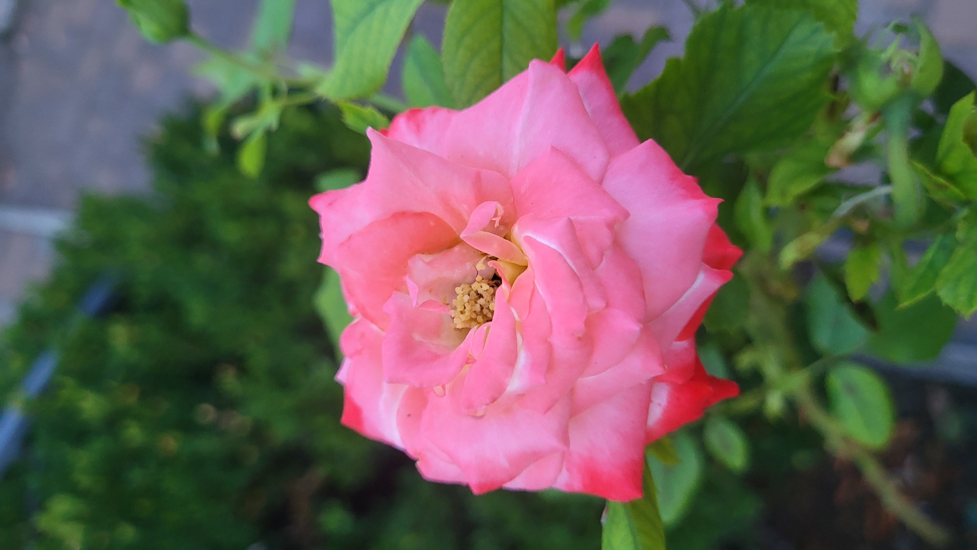 A close-up, vertical, eye-level shot captures a partially opened pink rose against a blurred background of greenery and hints of a paved surface. The rose, centrally positioned, displays delicate petals with variations in color from soft pink to a deeper fuchsia at the tips, and a prominent cluster of yellow stamens at its core. Green leaves and a rosebud are visible surrounding the bloom. The environment appears to be an outdoor setting, potentially a garden, in the city of Smila, Ukraine, as indicated by the context provided. There are no people or actions depicted in the image.