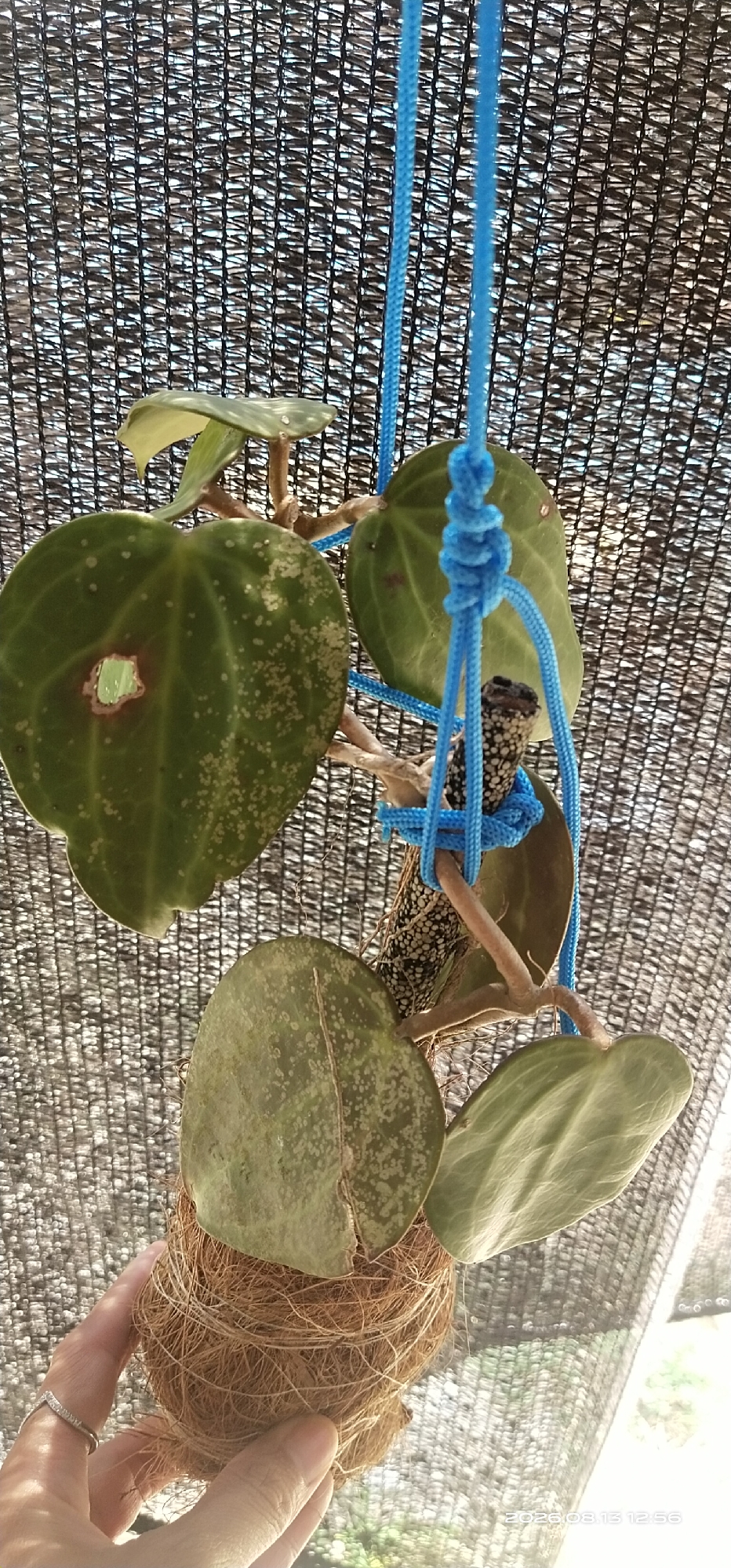 In Matabu, Indonesia, a hand wearing a silver ring is holding a hanging plant with heart-shaped leaves. The plant is suspended by bright blue cords, which are knotted around its stem. The plant's roots are encased in a ball of brown fibrous material, likely coconut coir. The background consists of a black mesh screen, suggesting an outdoor setting where the plant is being protected from direct sunlight. The leaves have a mottled appearance with lighter green and white speckles, and one leaf exhibits a damaged, circular area. The image captures a close-up view of the plant and the hand holding its base.