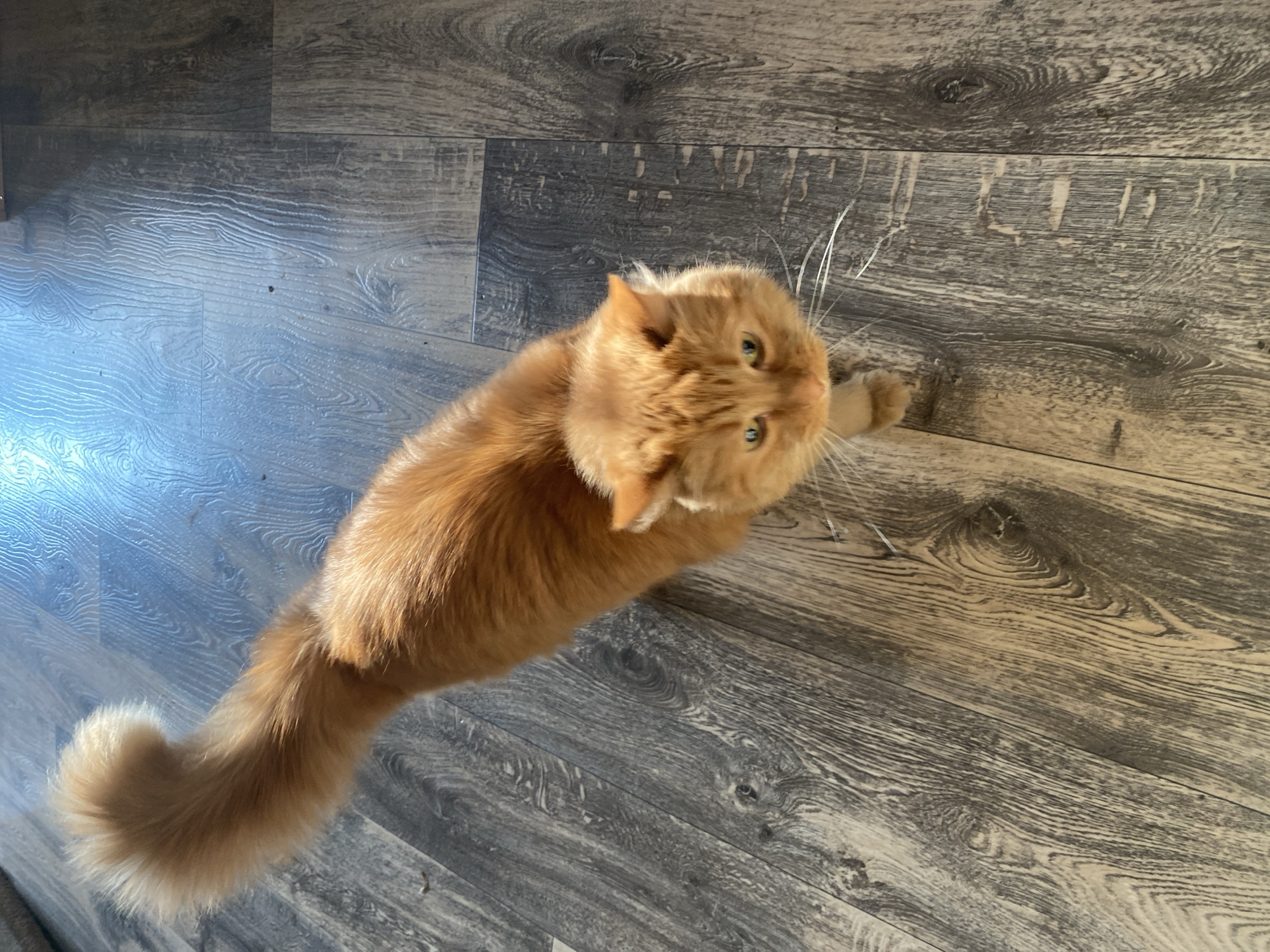 A fluffy, orange cat is lying on its back on a wooden floor with a grey, weathered finish. The cat is oriented vertically in the frame, with its head at the top and its bushy tail at the bottom. Its green eyes are visible, and its head is turned upwards. The floorboards have visible wood grain patterns.