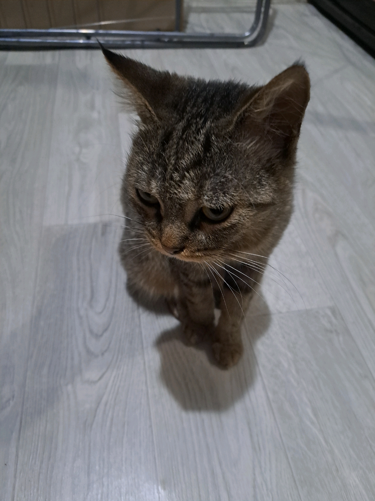 A tabby cat is sitting on a light-colored, wood-planked floor. The cat is facing downwards and to its left, with its head tilted. Its eyes are partially closed, and its expression appears somewhat melancholic. The cat has distinct tabby markings on its face and ears, with white whiskers. A shadow of the cat is cast on the floor to its right. In the background, a metal bar is visible, which is part of some furniture or structure. The lighting in the scene is dim, suggesting it might be indoors with artificial light. This scene is located in Vypasne, Ukraine.