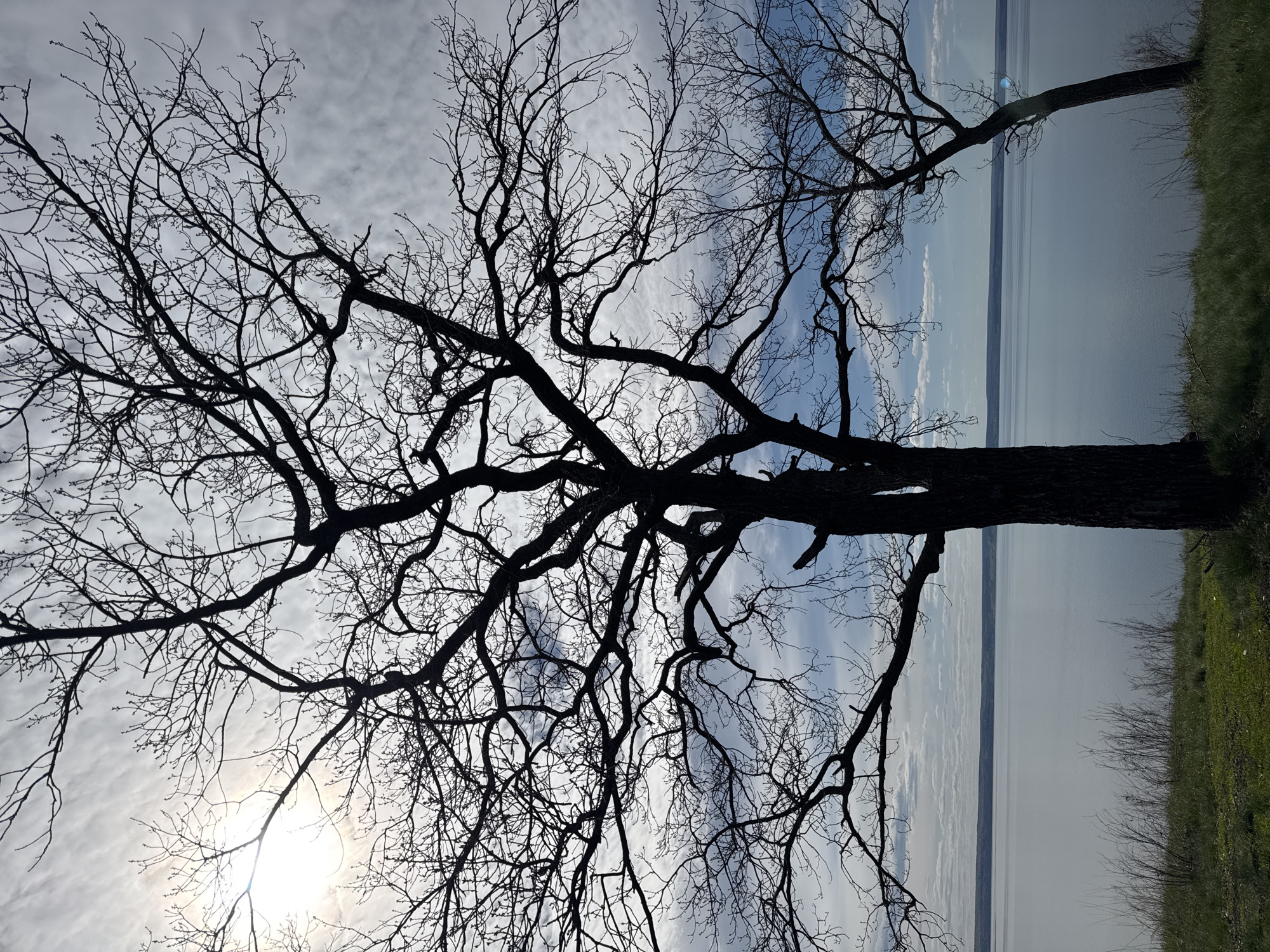 The image presents a low-angle view of a bare tree in an outdoor setting, presumably located in the city of Unknown, Unknown. The tree's trunk and branches are prominently silhouetted against a partly cloudy sky. Beyond the tree, a body of water stretches to the horizon, bordered by a strip of green vegetation on the right side of the frame. The sun, positioned in the lower left corner, shines brightly, obscuring some of the sky detail. There are no people visible in the image.