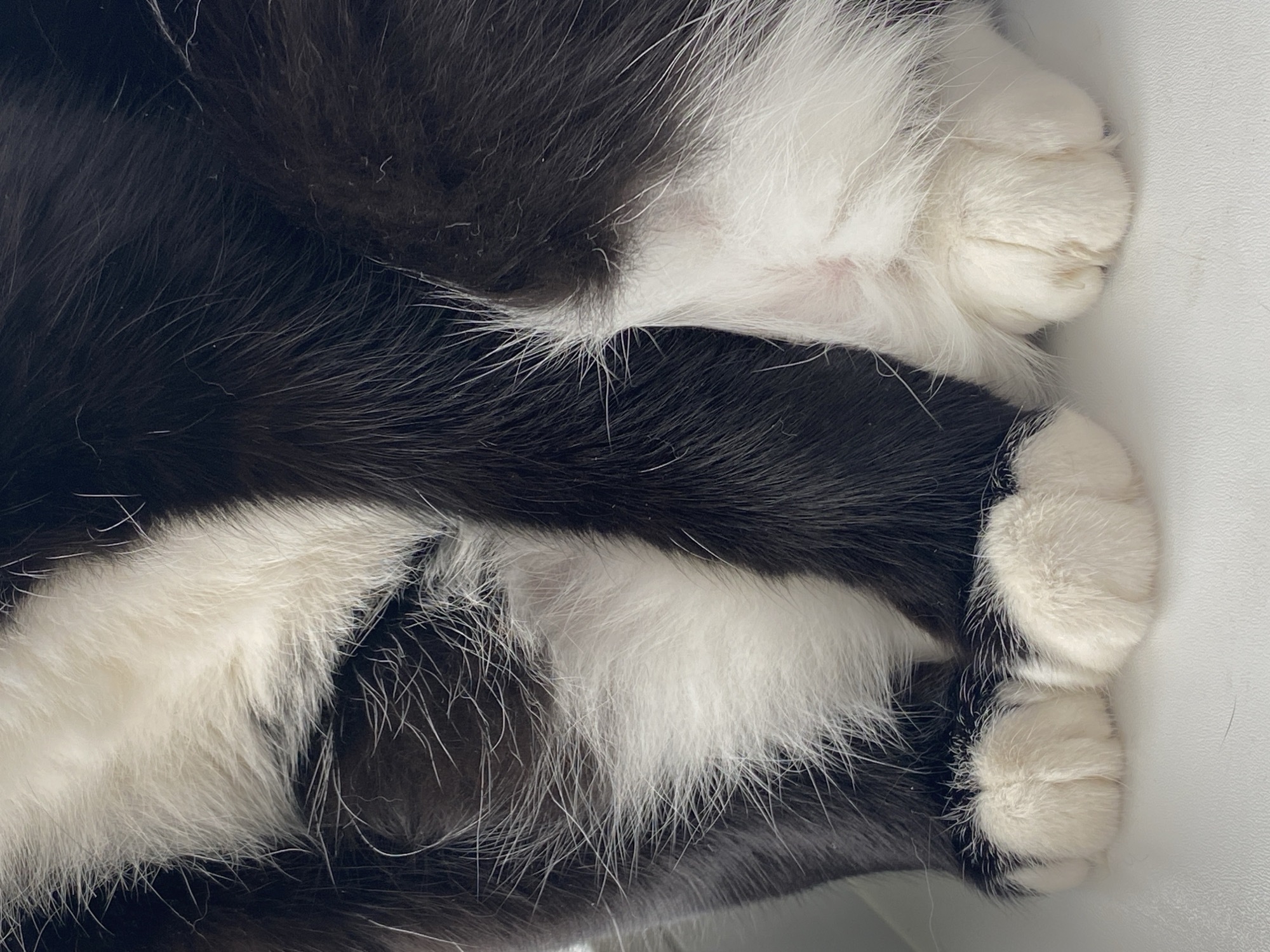 The image shows a close-up of a black and white cat's paws. The paws are white, and the fur around them is a mix of black and white. The background appears to be a plain white surface. There is no information related to the city of Chaikovsky, Russia, or any other details about people, subjects, objects, actions, interactions, or the environment.
