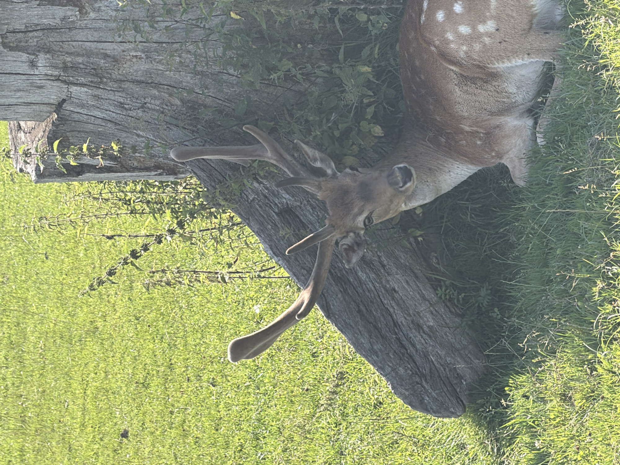 A deer with spotted fur lies in the grass next to a large, rough-barked tree stump. Its antlers are visible against the green foliage. The ground is covered in lush green grass, dappled with sunlight. The scene suggests a natural, outdoor environment, possibly a park or a wooded area. There is no indication of the city of Konstantinovka, Russia, or any human presence.