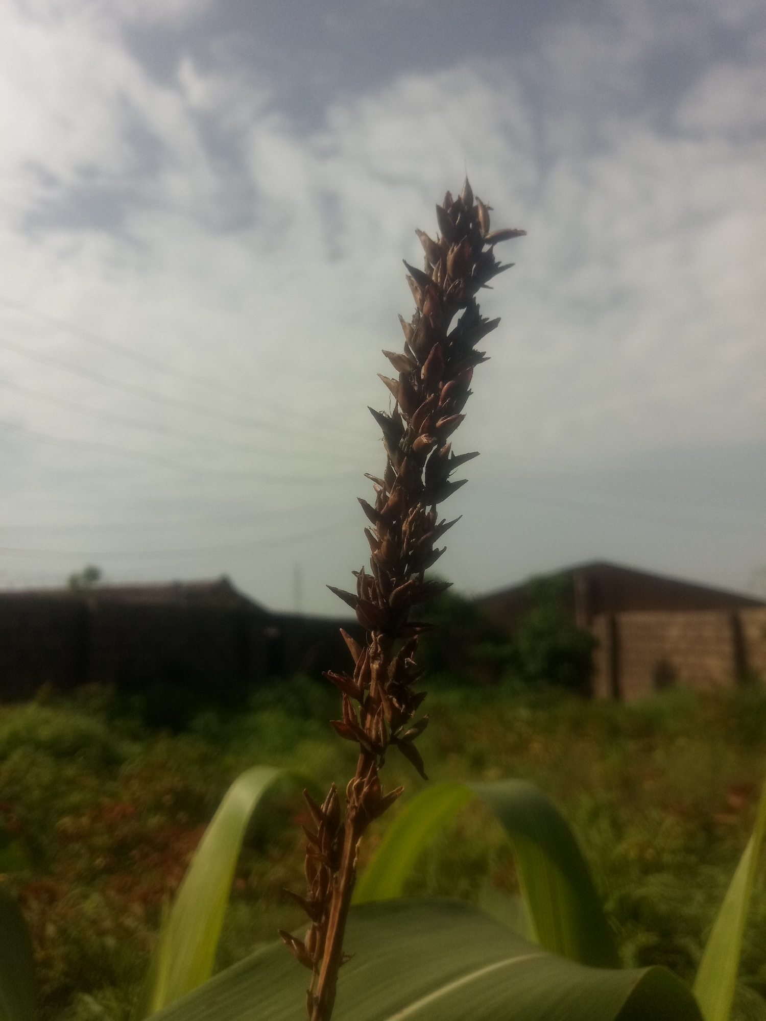 A close-up, low-angle shot focuses on a dry, brown corn tassel against a cloudy sky. The tassel, positioned slightly to the left of the frame's center, is detailed with individual kernels that appear dried and spiky. In the background, out of focus, are a green field with hints of red soil, two blurred structures that resemble houses with dark roofs, and a few faint lines that could be power lines. Two large, blurred green leaves are visible in the foreground, framing the bottom of the image. The overall setting appears to be rural or suburban, with an overcast sky suggesting a muted daylight.