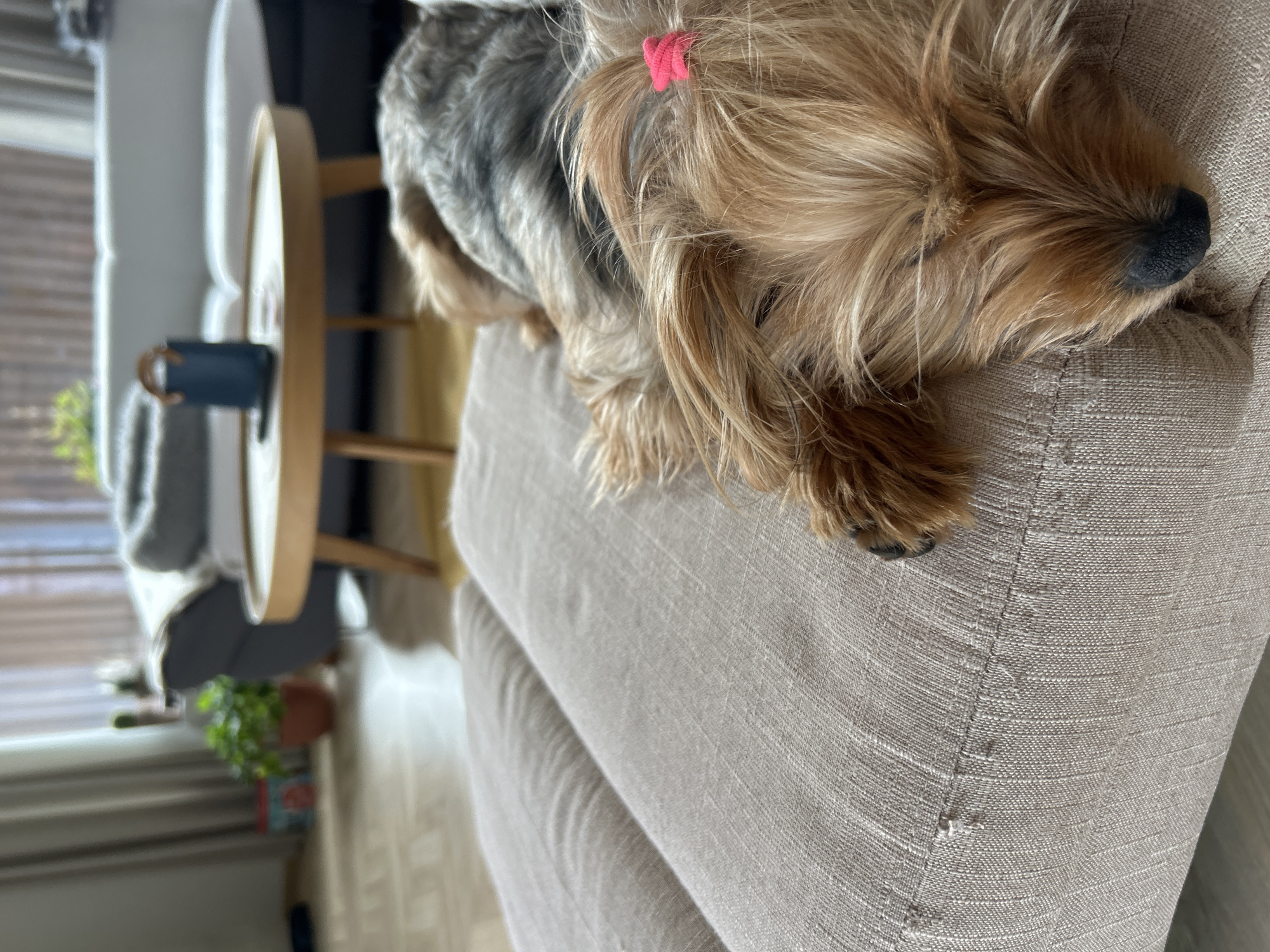 A close-up, slightly rotated image shows a Yorkshire Terrier dog lying on a tan upholstered surface, likely a sofa or chair. The dog has a pink hair tie in its fur. A small round table with a dark blue mug on it is visible in the background, along with part of another sofa. A window is behind the tables. A small potted plant is also visible. The location cannot be determined from this image.