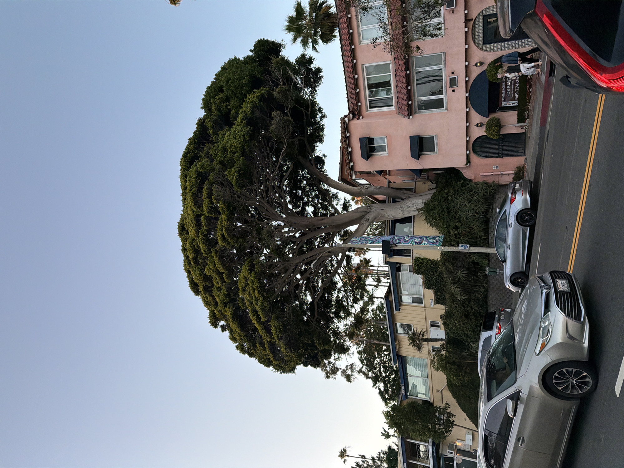 The image depicts a street scene in Laguna Beach, California, United States of America. The primary focus is a large, mature tree with a dense, rounded canopy, positioned in the foreground and center-right of the frame. Behind the tree, a light pink building with red tile roofing and dark awnings is visible. To the left of the pink building, a lighter yellow building with blue trim is situated on an elevated slope covered in greenery. Several cars are present on the asphalt road in the foreground. A silver sedan is in the immediate foreground, with a silver SUV and another silver car further down the road. Two individuals are walking on the sidewalk in front of the pink building. The sky is clear and light blue, indicating daytime. Palm trees are scattered throughout the background. A sign with "COMMERCIAL SPACE FOR RENT" and a phone number is posted in front of the pink building. The overall impression is that of a coastal town street with a prominent natural element and architecture.