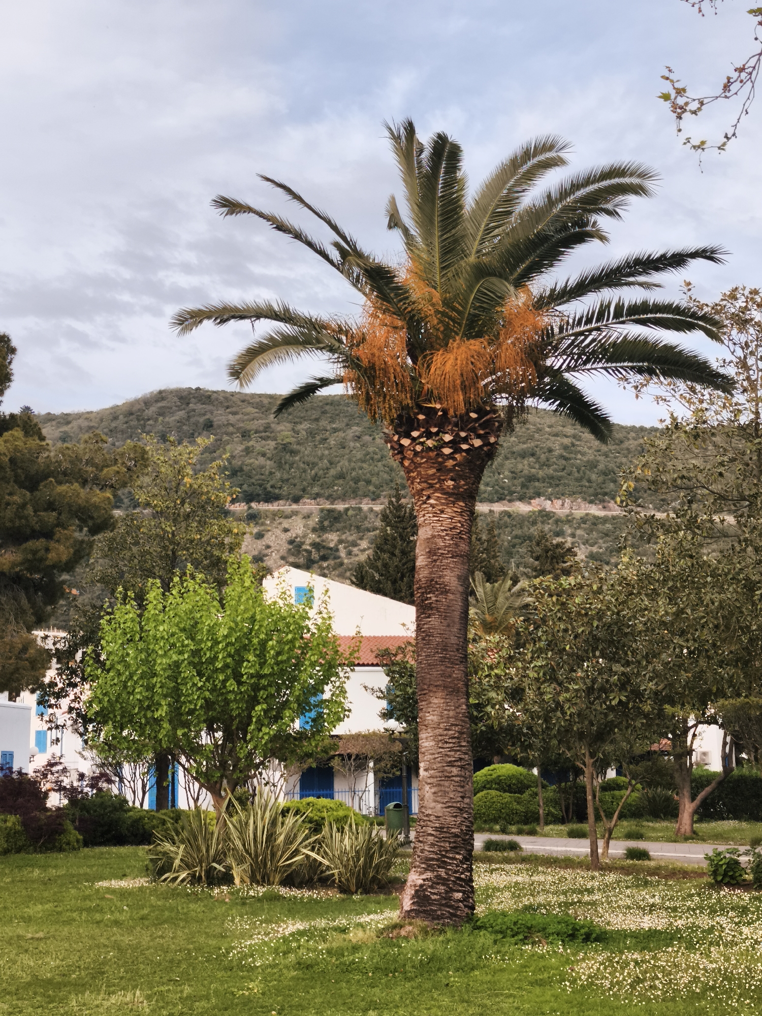 A medium shot captures a park setting in Budva, Montenegro. A tall palm tree with a straight trunk is the focal point, adorned with hanging orange fruit. Behind the palm, a white building with blue window shutters hints at Mediterranean architecture. Green foliage and small trees surround the scene, and a mountainous landscape rises in the background under a cloudy sky. The foreground features a green lawn dotted with small white flowers. A paved walkway is visible to the right of the palm tree.