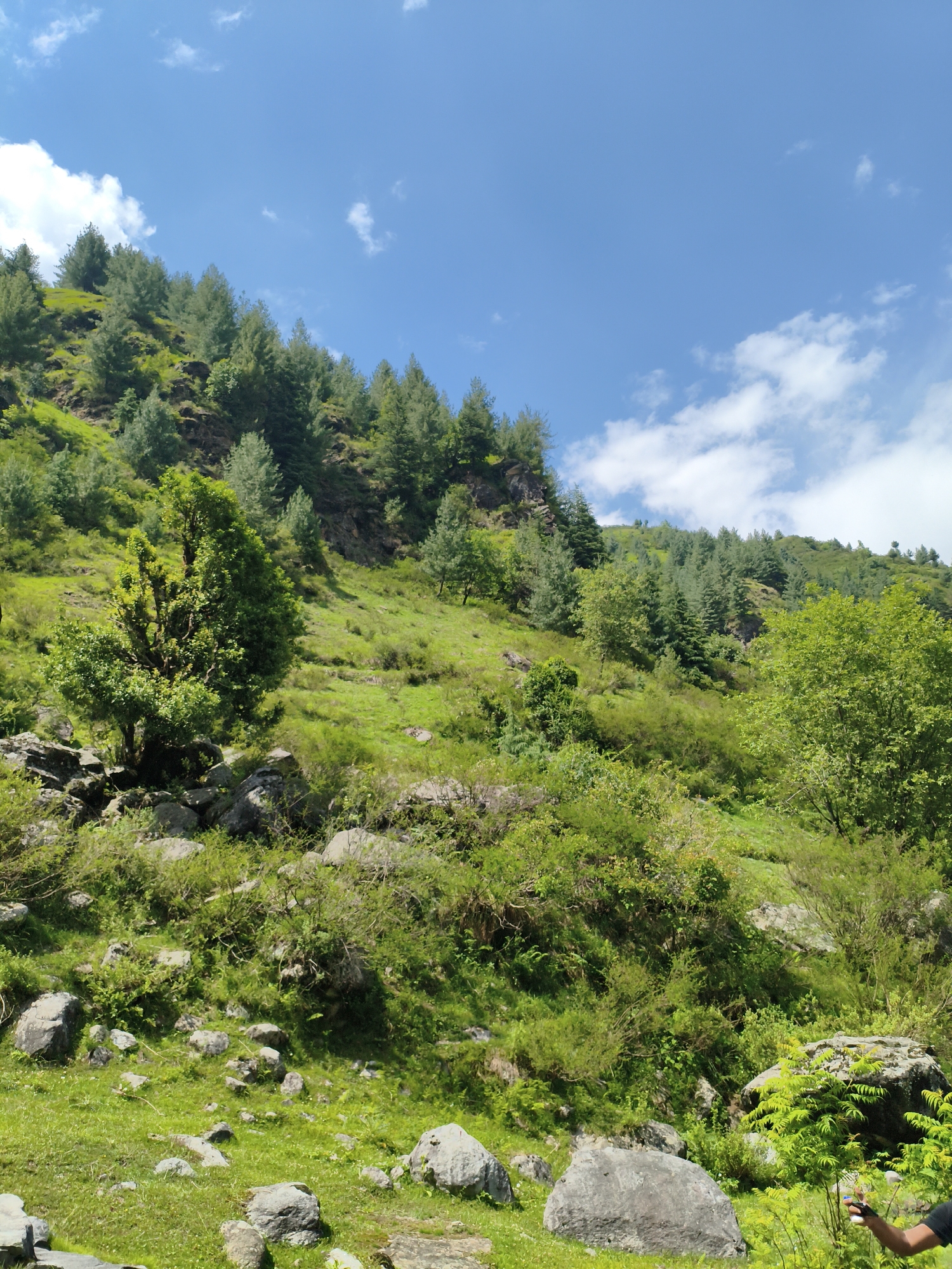 The image depicts a steep, verdant hillside in Majhach, India, under a bright blue sky dotted with white clouds. The terrain is covered with lush green grass, scattered rocks of varying sizes, and a dense array of trees, primarily coniferous species, that line the upper slopes. A prominent, bushy deciduous tree stands in the mid-ground to the left. In the lower right corner, a person's arm and hand are visible, holding a mobile phone and possibly taking a photograph or recording a video. The environment appears natural and undeveloped.