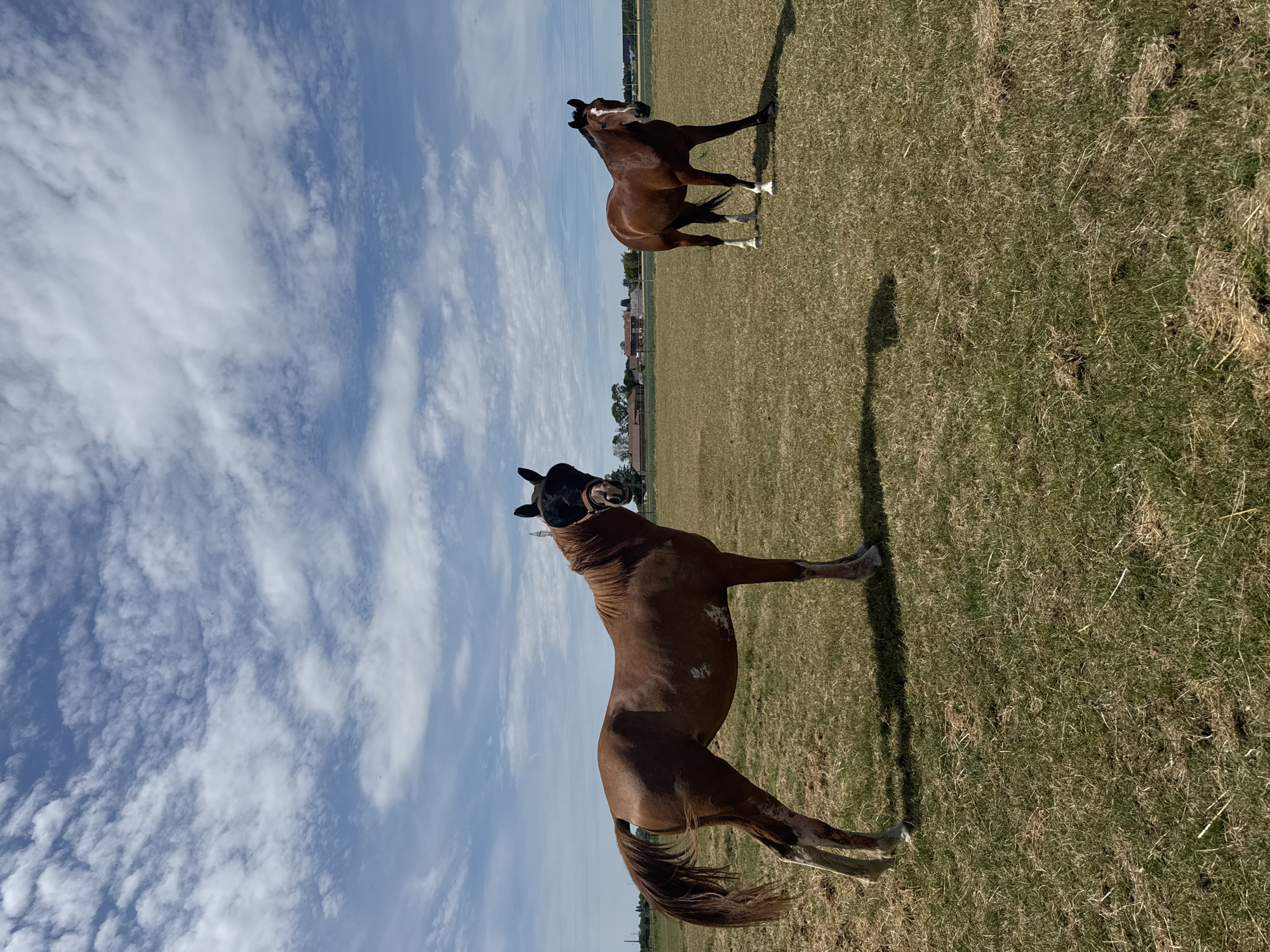 Two horses are standing in a dry, grassy field under a partly cloudy blue sky. The horse in the foreground is a chestnut color with white markings on its legs and body, and it is wearing a black fly mask. It is facing the camera and its head is slightly turned to the left. The horse in the background is also chestnut colored and is facing to the right, with its head turned towards the camera. In the distance, there are buildings and trees. The image was taken in Estaimpuis, Belgium.