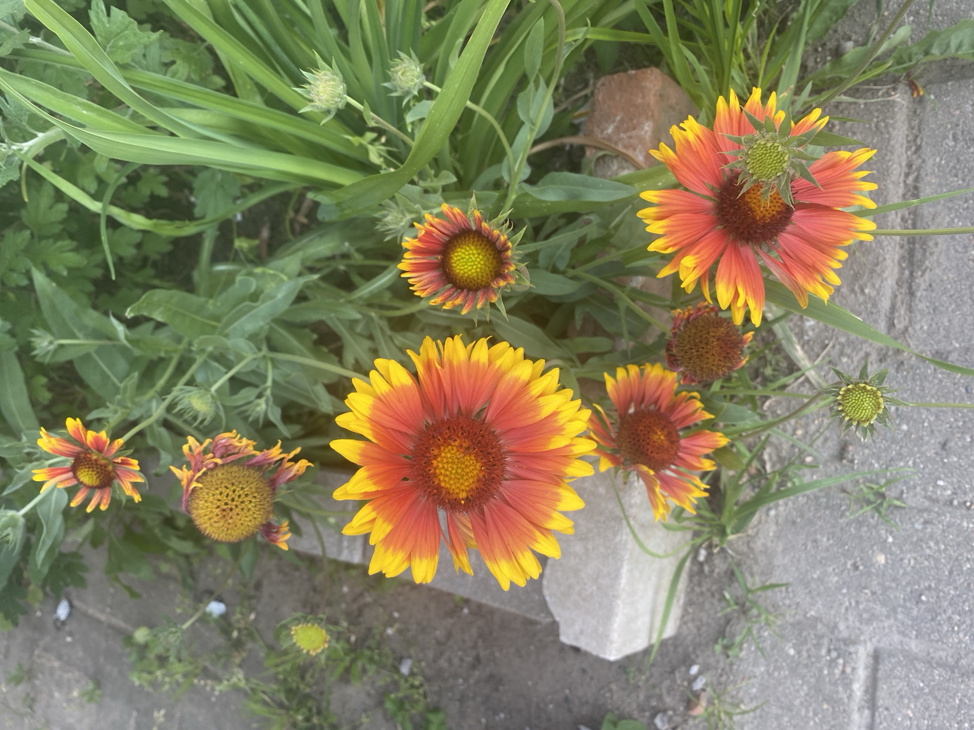 The image displays a close-up, high-angle view of several blooming Blanket Flowers (Gaillardia) in a garden setting. The flowers exhibit vibrant bi-colored petals, transitioning from red or orange at the base to yellow at the tips. The central discs of the flowers are a rich brown, with prominent seed structures. One flower in the foreground and another towards the center are in full bloom, while several others are buds or partially opened. The foliage is lush and green, with thin, grass-like leaves and broader, rougher leaves present. The ground consists of grey concrete paving stones, interspersed with patches of dry soil and some scattered green grass and weeds. In the background, there are hints of other greenery and a reddish-brown brick. The scene appears to be an outdoor garden area, possibly a residential backyard or public green space. The specific location in Krupki, Belarus is not visually discernible from the image itself. There are no people or animals visible in the image. The lighting suggests it is daytime, with natural light illuminating the flowers and surrounding environment.