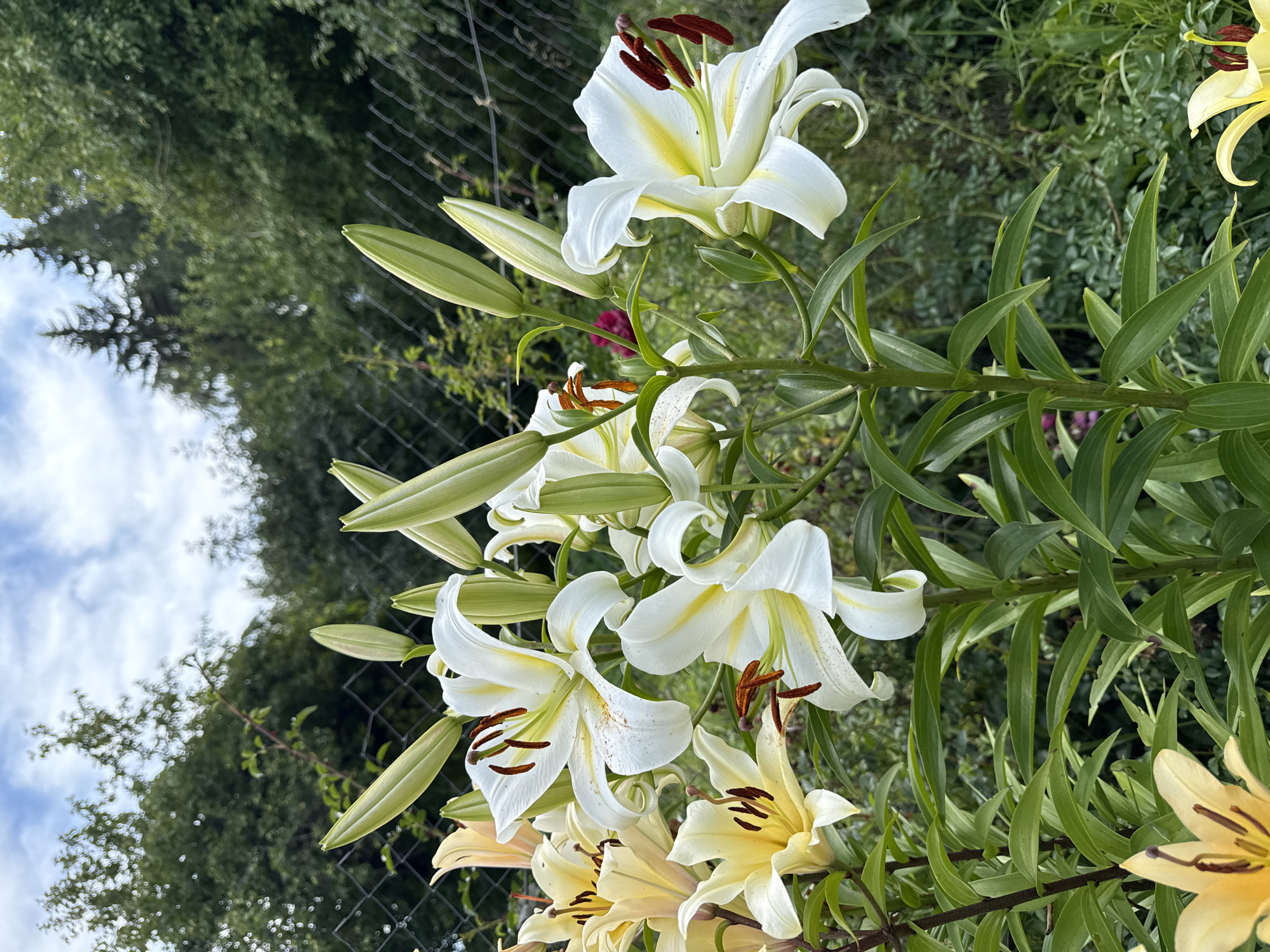 The image shows a close-up view of several white and yellow lilies in bloom. The lilies have large, trumpet-shaped flowers with prominent stamens. Some of the lilies are fully open, while others are still in bud. The flowers are set against a backdrop of lush green foliage and a cloudy sky. A chain-link fence is visible in the background, separating the garden from a wooded area. The scene appears to be a residential garden in the city of Mahilyow, Belarus, during the summer season. There are no people or animals present in the image.