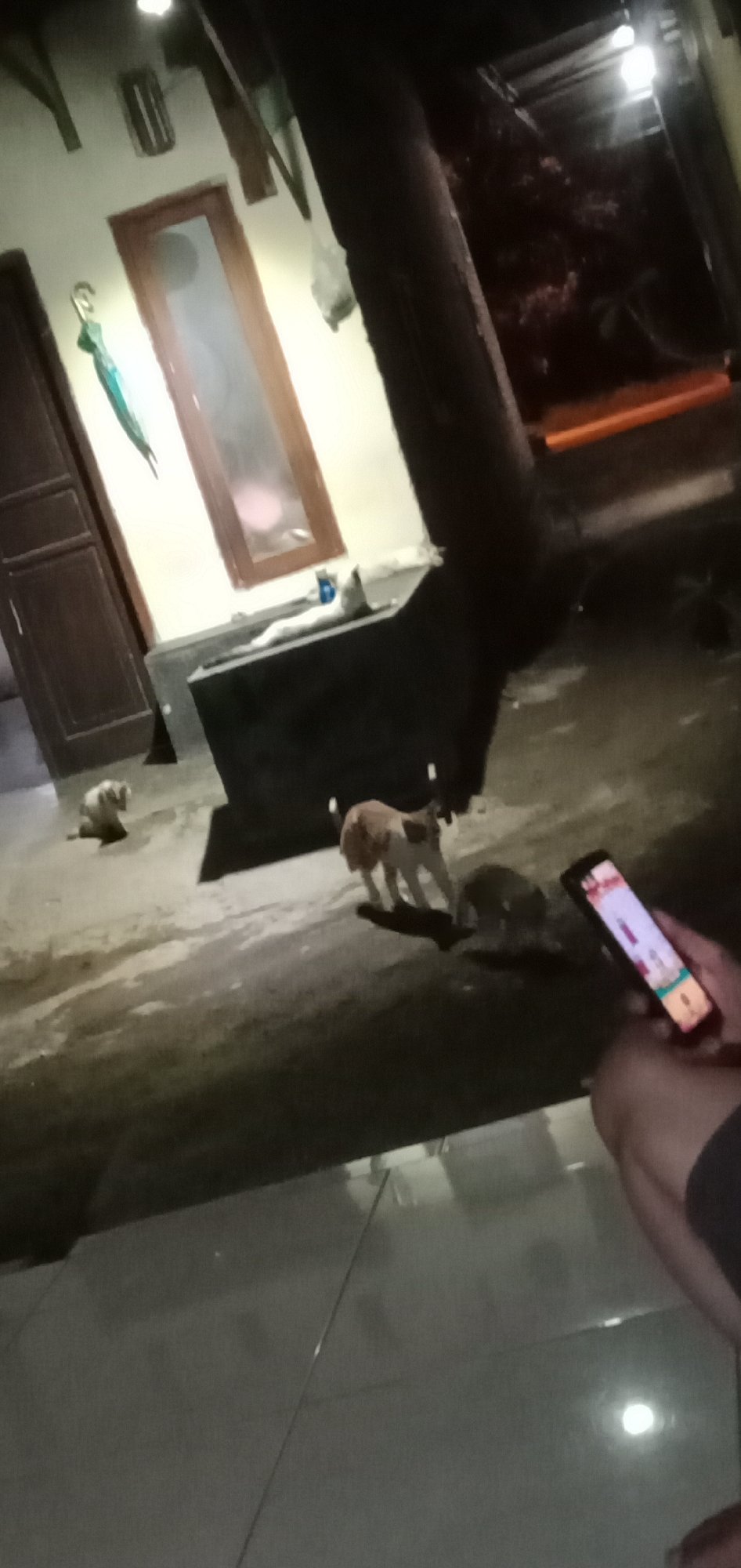 The photo, apparently taken in Baureno, Indonesia, shows a person holding a smartphone in their right hand. The smartphone screen is visible. Three animals, likely cats or dogs, are in the foreground. One of the animals is light brown and white, standing. Another animal is smaller and dark in color, possibly lying down. A third animal is further away to the left, but is indistinct. The background includes a building with a window, door, and possibly a bathtub or other large container. It appears to be night. The floor is tiled.