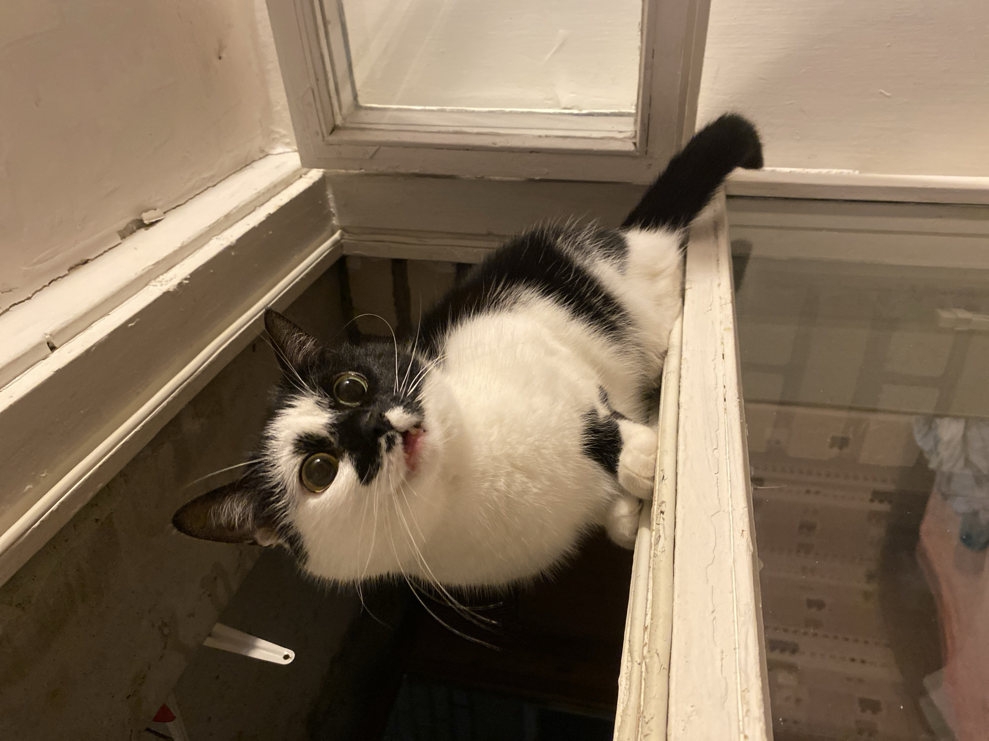 A black and white cat is perched on a window ledge. The cat has large, round, yellowish-green eyes with black pupils, and its mouth is slightly open, revealing a pink tongue. Its fur is predominantly white with black patches on its head, back, and tail. The cat is sitting on a weathered, off-white windowsill, which appears to be part of an older window frame. Behind the cat, the interior of a building is dimly lit, with a glimpse of what might be stored items through a glass pane. The window frame itself shows signs of wear and peeling paint. The setting appears to be an interior space, possibly a room with a window overlooking an outdoor or dimly lit area. There is no information about the city of Protvino, Russia, in the image.