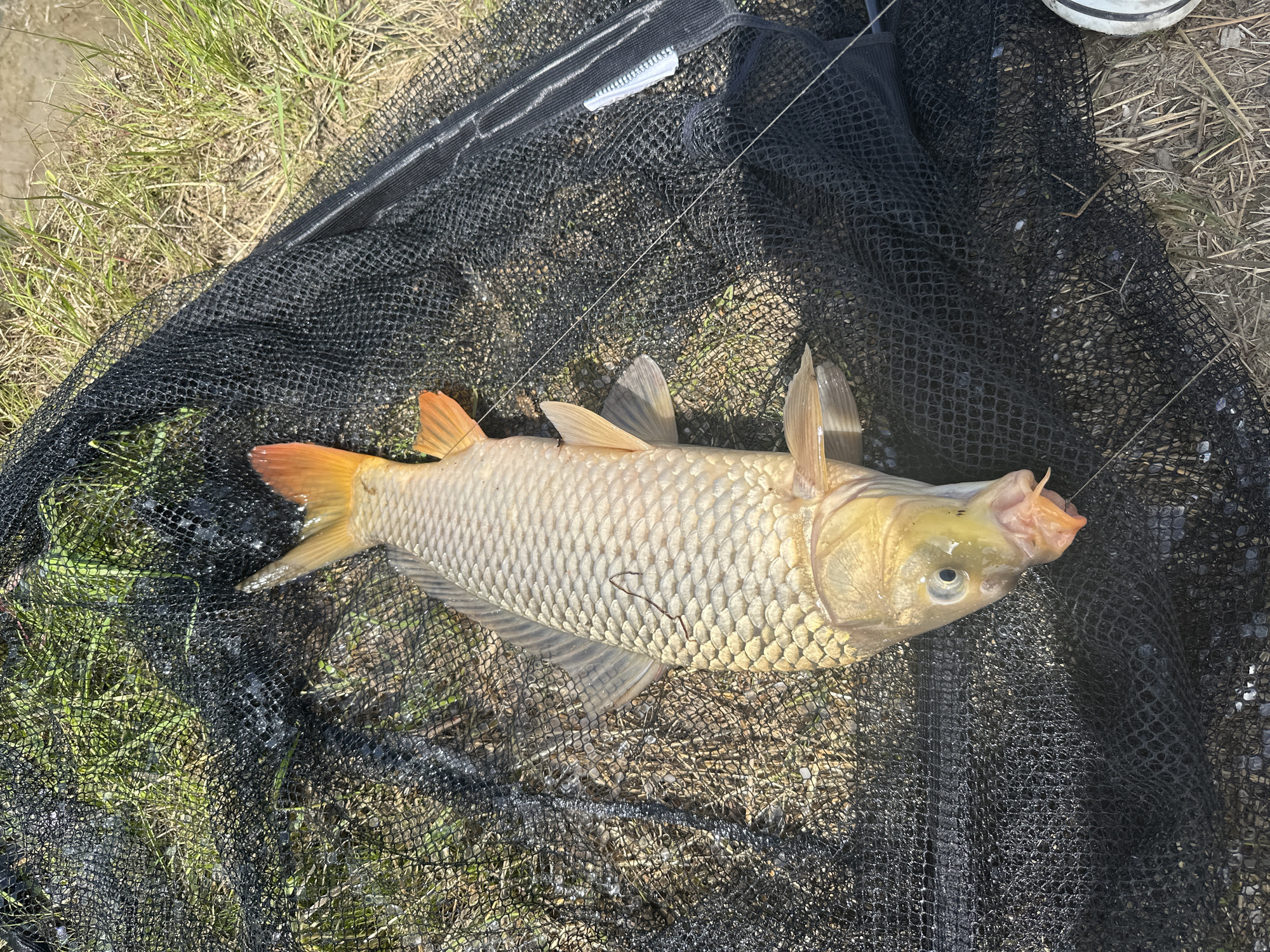 A close-up, overhead shot captures a recently caught fish lying on its side within a black fishing net. The fish, likely a carp, has a pale, scaled body with fins and a tail in shades of orange and yellow. Its mouth is slightly open, revealing a hint of orange. The net rests on a patch of dry grass and soil. The background features more dry grass and some green vegetation. The lighting suggests it is daytime, with shadows indicating a clear sky. The location is Im. Tel'mana, Russia.