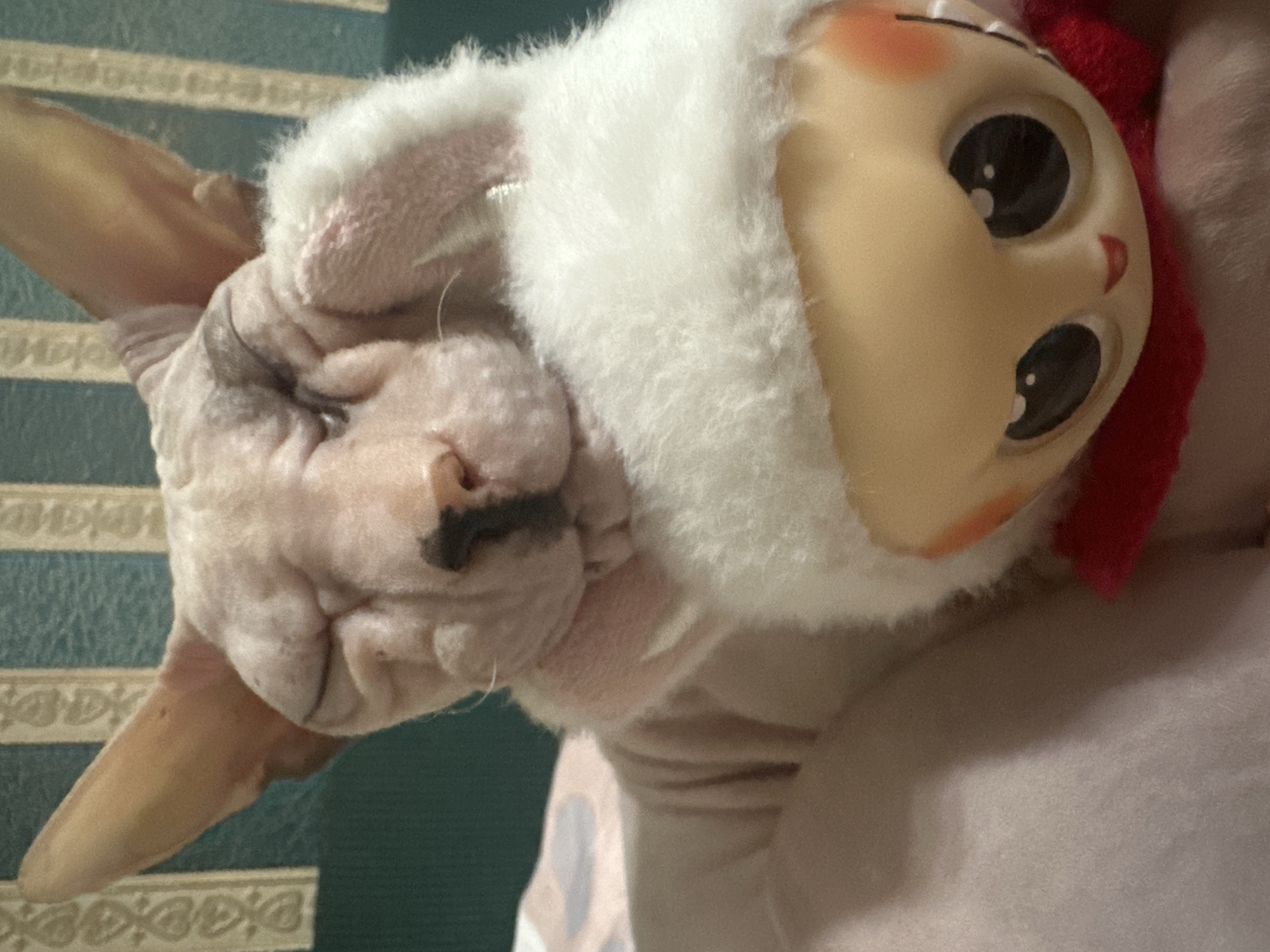 A hairless cat is resting its head on a stuffed toy. The cat has its eyes closed and appears to be sleeping. The stuffed toy is a doll with large, black eyes, rosy cheeks, and red lips. The doll is wearing a fluffy white hat with what appears to be rabbit ears. The background is a blurry wall with vertical stripes. There is no information about the location of this image in Togliatti, Russia, or any other city.