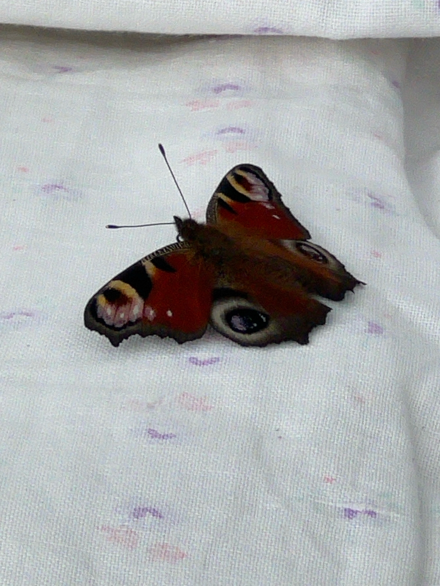 A peacock butterfly is resting on a white, textured surface. The butterfly's wings are predominantly reddish-brown with black, yellow, and blue markings. One prominent "eye spot" is visible on the lower wing, featuring a dark blue pupil surrounded by concentric rings of lighter blue, black, and reddish-brown. The butterfly's body is dark brown. The background surface appears to be fabric, possibly a tablecloth or bedding, with faint, irregular pink and purple smudges. There is no indication of the city of Fasty, Poland, or any other specific location within the image.