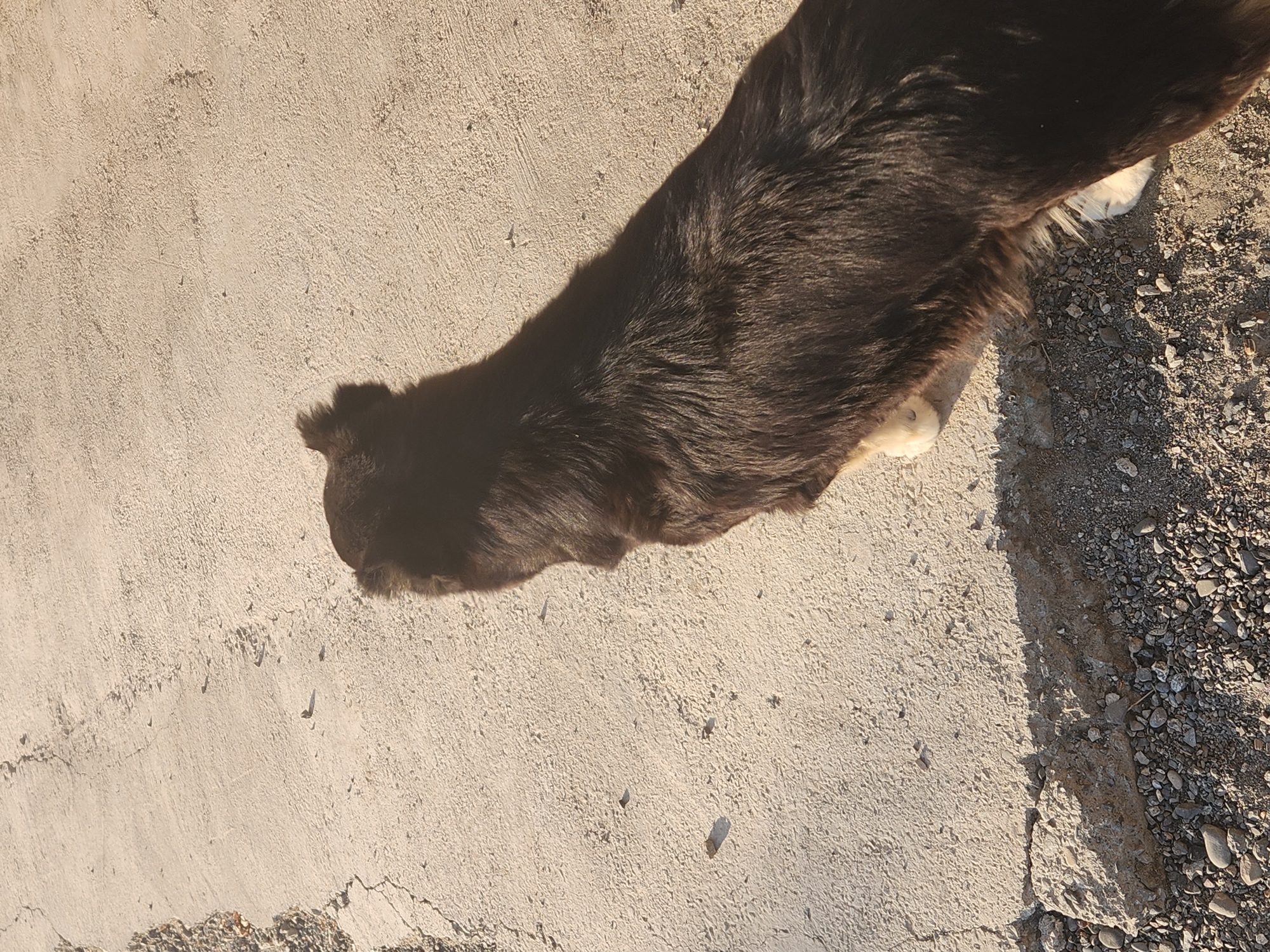 A dark-furred dog stands on a cracked concrete surface in Xidirsho, Uzbekistan. The dog is facing away from the camera, with its head turned to the left. Its fur is long and appears somewhat shaggy. The concrete surface shows signs of wear and tear, with visible cracks and some small stones scattered on it. The ground transitions to a rougher texture of pebbles and larger rocks along the bottom edge of the image. The scene is illuminated by sunlight, casting a shadow of the dog onto the concrete.