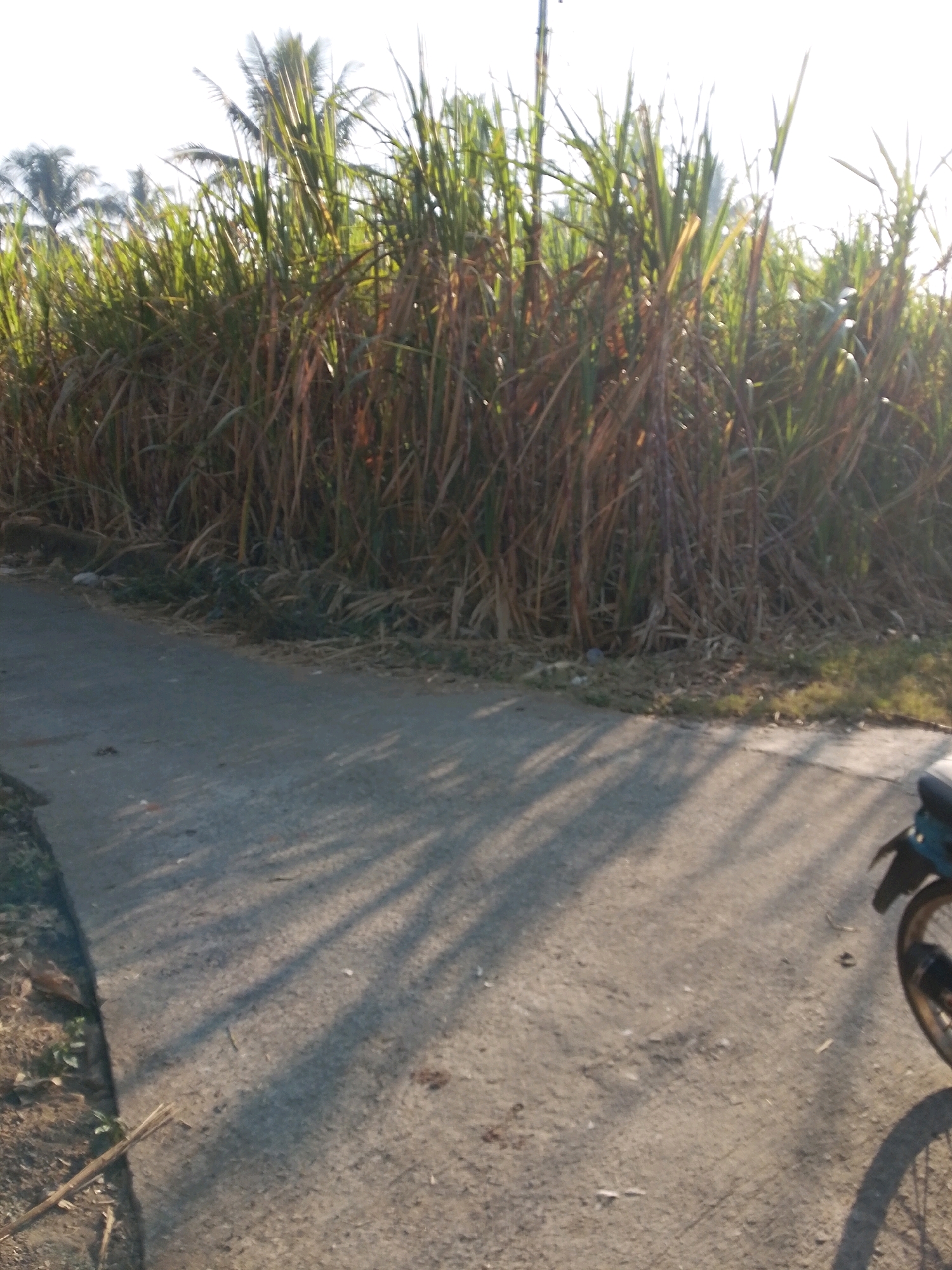The image depicts a road in the city of Karangsari, Indonesia, bordered by a dense growth of tall, green and brown plants, possibly sugarcane, stretching across the background. A paved road with a slight curve occupies the foreground and midground, with shadows of palm fronds cast across its surface by the bright sunlight. To the right, the rear wheel and fender of a dark-colored motorcycle are visible, suggesting it is parked or has recently passed through the scene. The environment appears rural or semi-rural, characterized by the natural vegetation and the presence of a road.