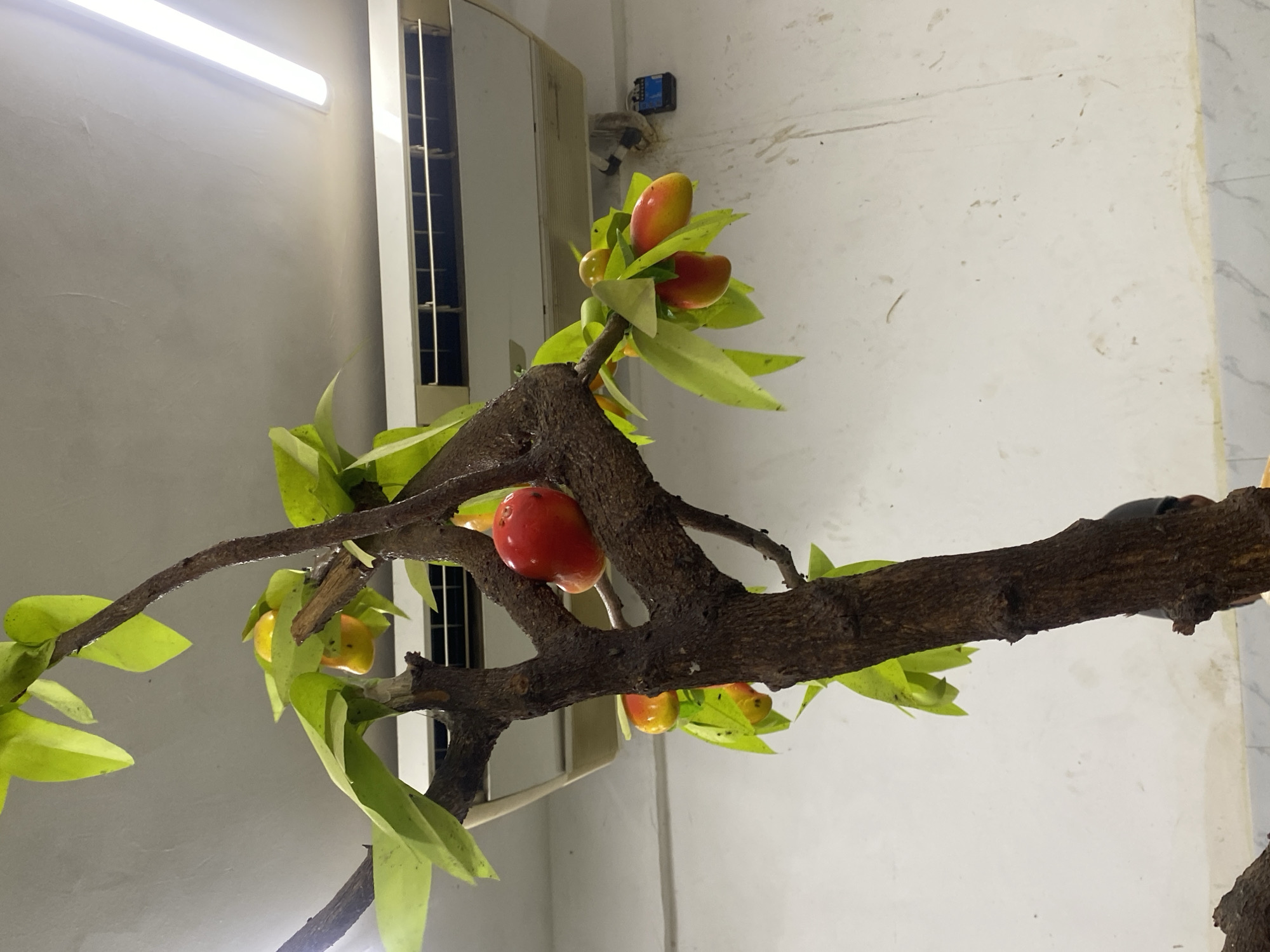 The image depicts a branch with fruit and leaves indoors, possibly a decorative arrangement. The branch appears dark brown with a rough texture. The fruit are round, with a mix of red and yellow coloration. The leaves are bright green and glossy. The background features a white wall with what seems to be an air conditioning unit or similar appliance affixed to it. A fluorescent light fixture is visible on the ceiling. The location is Tinaquillo, Venezuela.