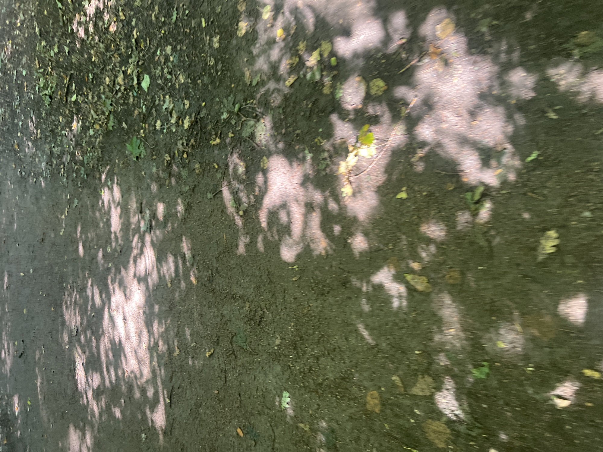 The image depicts a dirt path in a park, likely in Moscow, Russia, as suggested by the foliage and ground cover. The path is partially covered by dappled sunlight filtering through trees, creating distinct shadows of leaves and branches on the ground. Scattered across the path are fallen leaves, varying in color from green to yellow and brown, along with small twigs and debris. The ground itself appears to be composed of dark soil and small stones. There are no people or animals visible in the image. The overall impression is of a natural, outdoor environment, possibly a walking trail within a forested area.