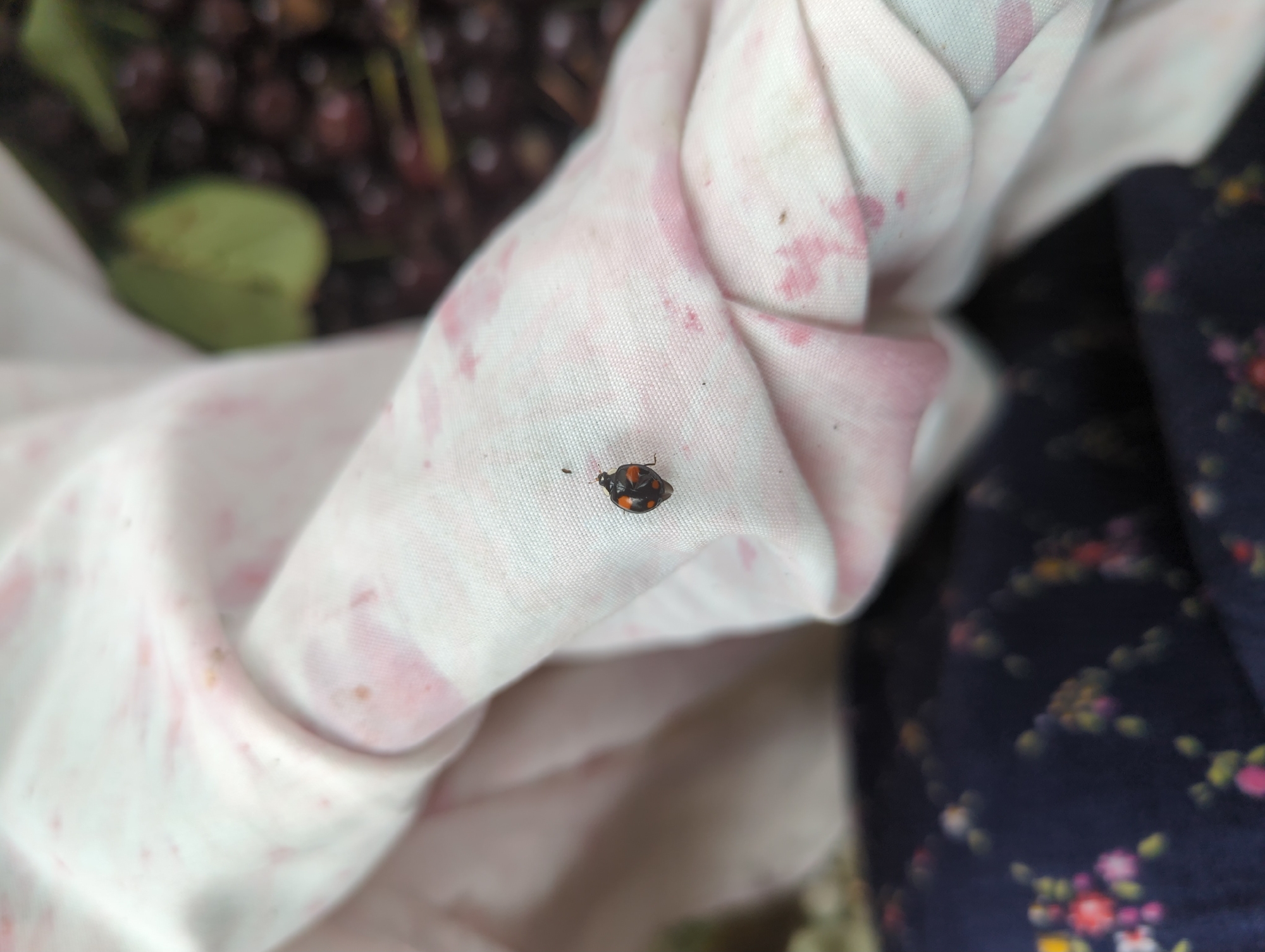 A close-up, slightly blurry, outdoor shot captures a ladybug on a white fabric with pink splotches. The ladybug, which is black with orange markings, is the primary subject, positioned on a fold of the fabric. In the background, a dark, blurred mass of small, round objects, possibly berries, and a green leaf are visible. The lower part of the image shows a dark fabric with a blurred floral pattern. The scene is devoid of any identifiable landmarks indicating a specific location in Kislovodsk, Russia.