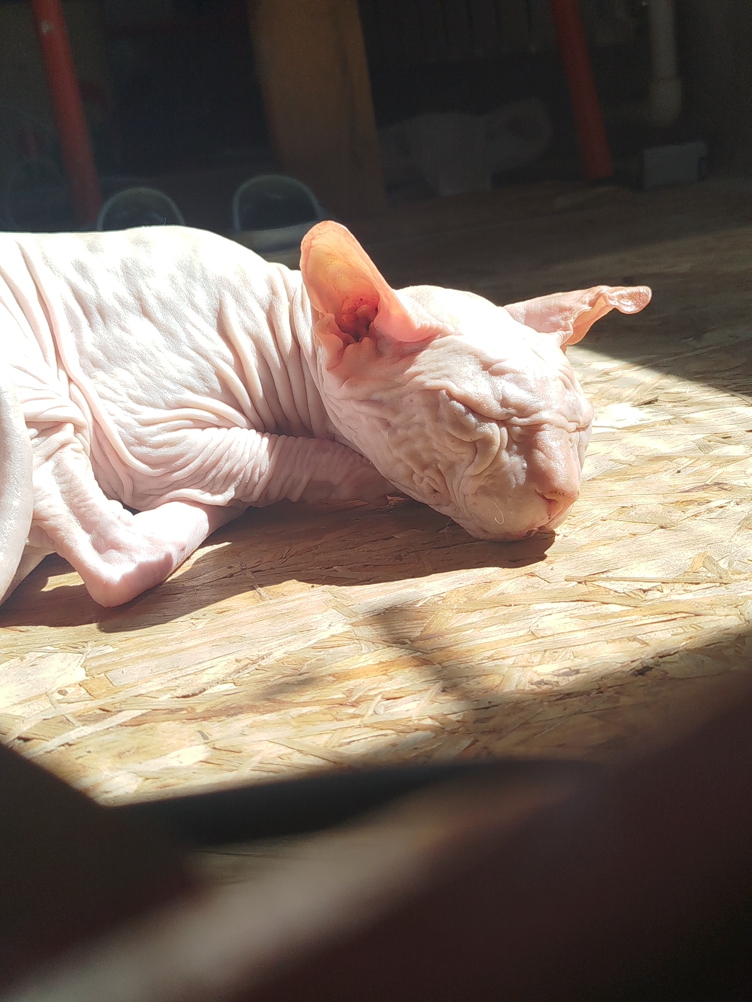 A light pink Sphynx cat with visible wrinkles is lying on a light-colored wooden floor. The cat is positioned on its side, with its head resting on the floor. Sunlight is streaming in from the left side of the image, casting shadows across the cat and the floor. In the background, out of focus, are some dark shapes that could be furniture or other objects. The scene appears to be indoors, possibly in a home environment. There is no indication of the specific location within Zavodoukovsk, Russia.
