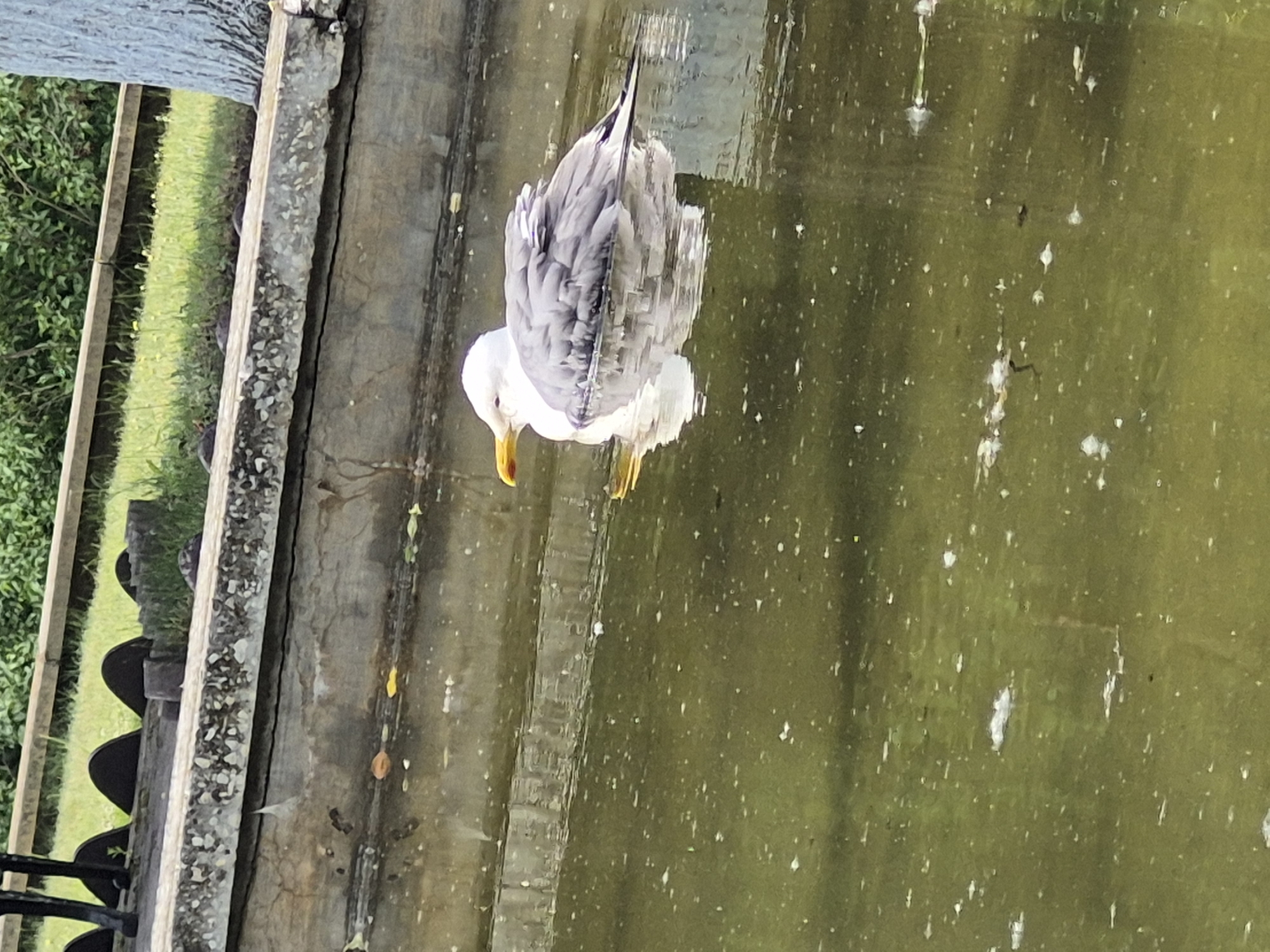 A seagull is floating in murky green water, its reflection visible below. The bird is mostly white with gray wings and a yellow beak. The water is surrounded by a concrete structure, with grass and trees in the background. The image was taken in Chaikovsky, Russia.