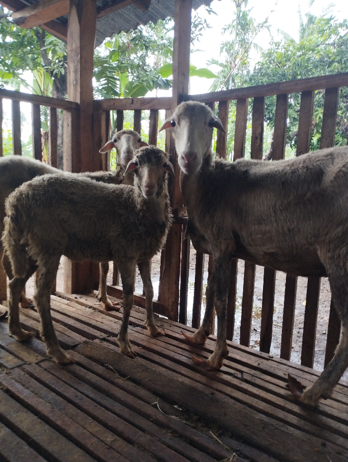 The image displays a group of sheep standing inside a wooden enclosure, likely a pen or shed. In the foreground, two sheep are prominently positioned, both looking directly towards the camera. The sheep on the left is smaller and stands with its body angled slightly towards the right, while a larger sheep occupies the right side of the frame. A third sheep is visible in the background, between the two foreground animals, also appearing to look forward. All visible sheep have light-colored, somewhat shaggy wool and distinct facial features.
The enclosure is constructed from raw, undressed timber posts and railings, suggesting a simple, functional design. The floor is made of wooden slats, a common feature in animal pens designed to facilitate hygiene by allowing waste to pass through. Beyond the wooden structure, lush green foliage and trees are visible, indicating an outdoor or semi-outdoor setting with tropical vegetation. The natural light suggests it is daytime, possibly under an overcast sky, creating soft illumination.
The scene depicts a typical rural animal husbandry environment, specifically in Kecamatan Arjasa, Indonesia, as per the provided context. The sheep are simply standing, with no specific activity taking place. There is no visible text within the image.