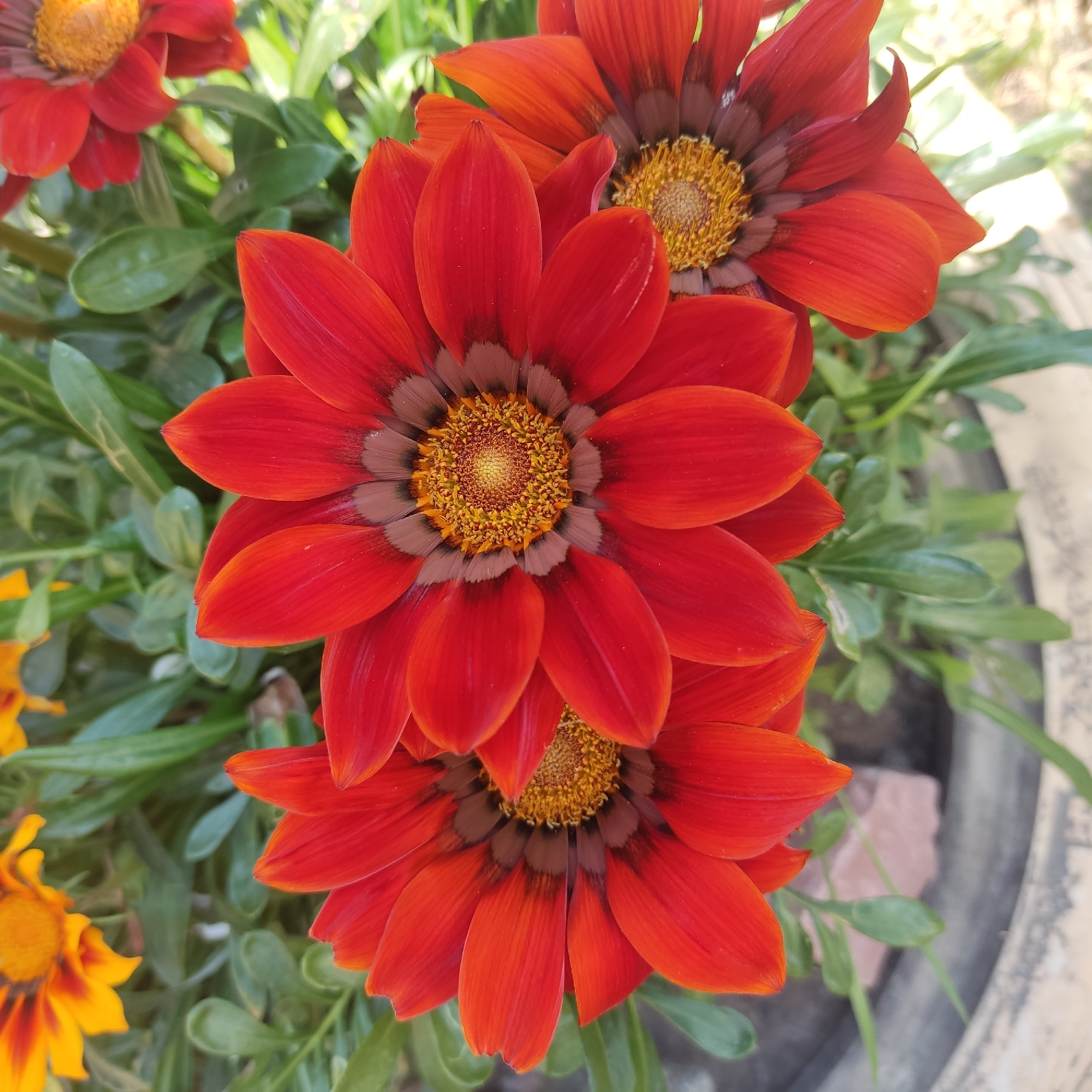 The image shows a close-up of several red and orange gazania flowers in bloom. The flowers have prominent yellow centers and dark brown markings at the base of their petals. They are surrounded by green foliage and appear to be planted in a pot, parts of which are visible at the bottom of the frame. The lighting suggests an outdoor setting, likely during the daytime. The image was taken in the city of Kotsiubynske, Ukraine.
