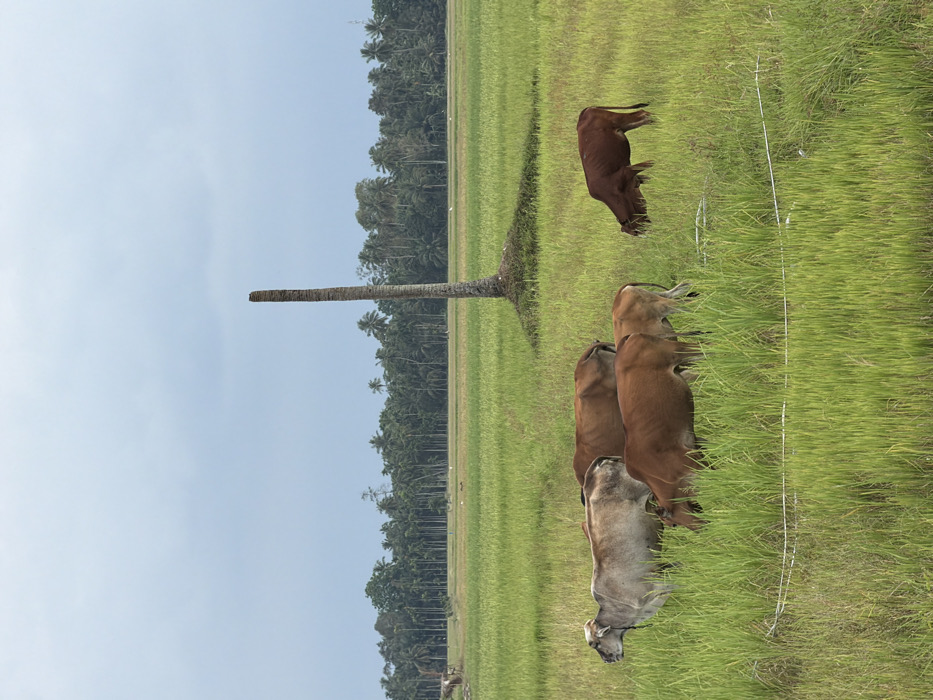 The image depicts a rural landscape in Keudekarieng, Indonesia, characterized by an expansive green agricultural field under an overcast, light grey-blue sky. In the far background, a dense treeline composed of numerous palm trees forms the horizon. The midground features a prominent, solitary, bare tree trunk, light brown-grey in color, standing vertically with its top truncated, surrounded by a small vegetated mound. Six cattle are distributed across the foreground and midground, immersed in tall green vegetation. One light grey/tan cow, identifiable by a white rope around its neck, stands on the left. To its right, three medium-brown cows are partially visible. Further right, two reddish-brown cows are observed with their heads lowered, actively grazing. A thin, white linear object, consistent with a wire or rope, traverses horizontally across the lower foreground, partially obscured by the grass.