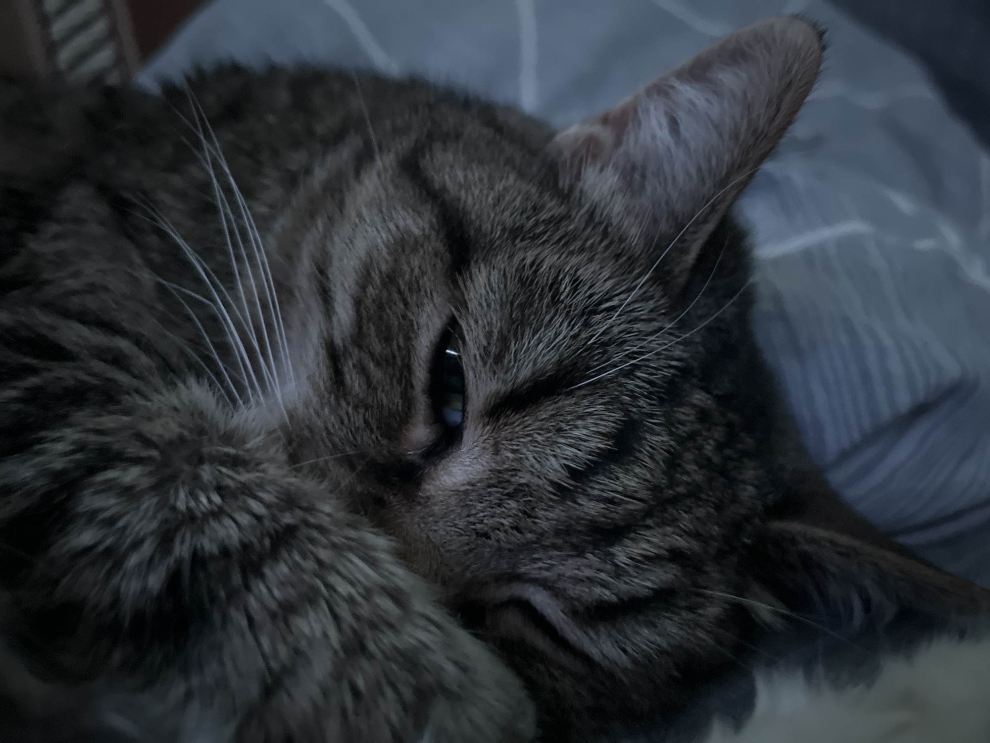 A close-up shot captures a domestic cat resting on a patterned blue surface. The cat, with tabby markings, is positioned on its side, with its head turned towards the camera. One eye is partially visible, appearing blue, while the other is obscured by its paw, which is tucked beneath its chin. The cat's whiskers are prominent, fanning out from its snout. The background consists of a softly lit blue fabric with a subtle linear pattern. The overall impression is one of a peaceful, sleeping feline in a comfortable setting. The specific location in the city of Unknown, Unknown, is not discernible from the image.
