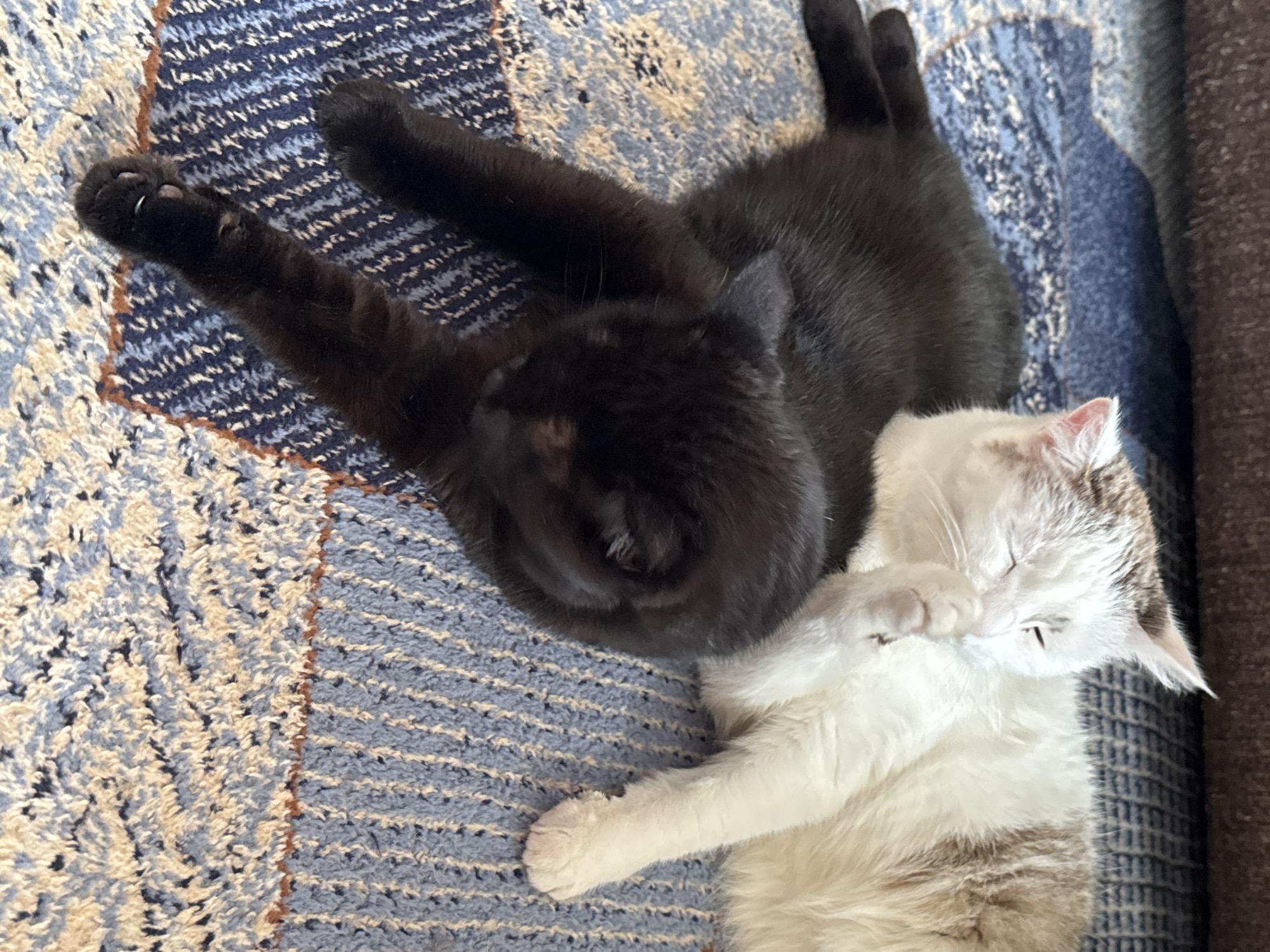 Two cats are lying on a rug. One cat is black and lying on its side with its paws extended. The other cat is white with brown markings and is lying on its back, grooming its paw. The rug has a blue and white patterned design with brown trim. The background appears to be a couch. The scene is indoors.