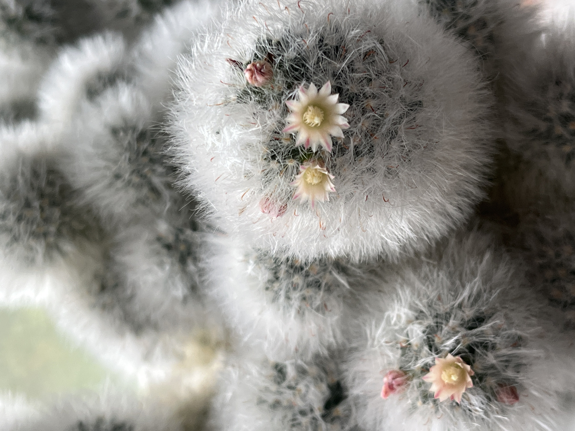 A close-up, vertically oriented photograph shows several fuzzy, white, globe-shaped cacti with small, delicate pink and white flowers and buds. The cacti are densely covered in fine, hair-like spines, giving them a soft, fluffy appearance. The flowers are star-shaped with slender petals, some appearing to be a pale yellow or cream color with pink tips. A few closed pink buds are also visible. The background is blurred, suggesting a shallow depth of field, with hints of green and darker gray tones. The image is undated and its location in Krasnyye Barrikady, Russia, is not discernible from the visual information provided. There are no people, actions, or interactions depicted in the scene.