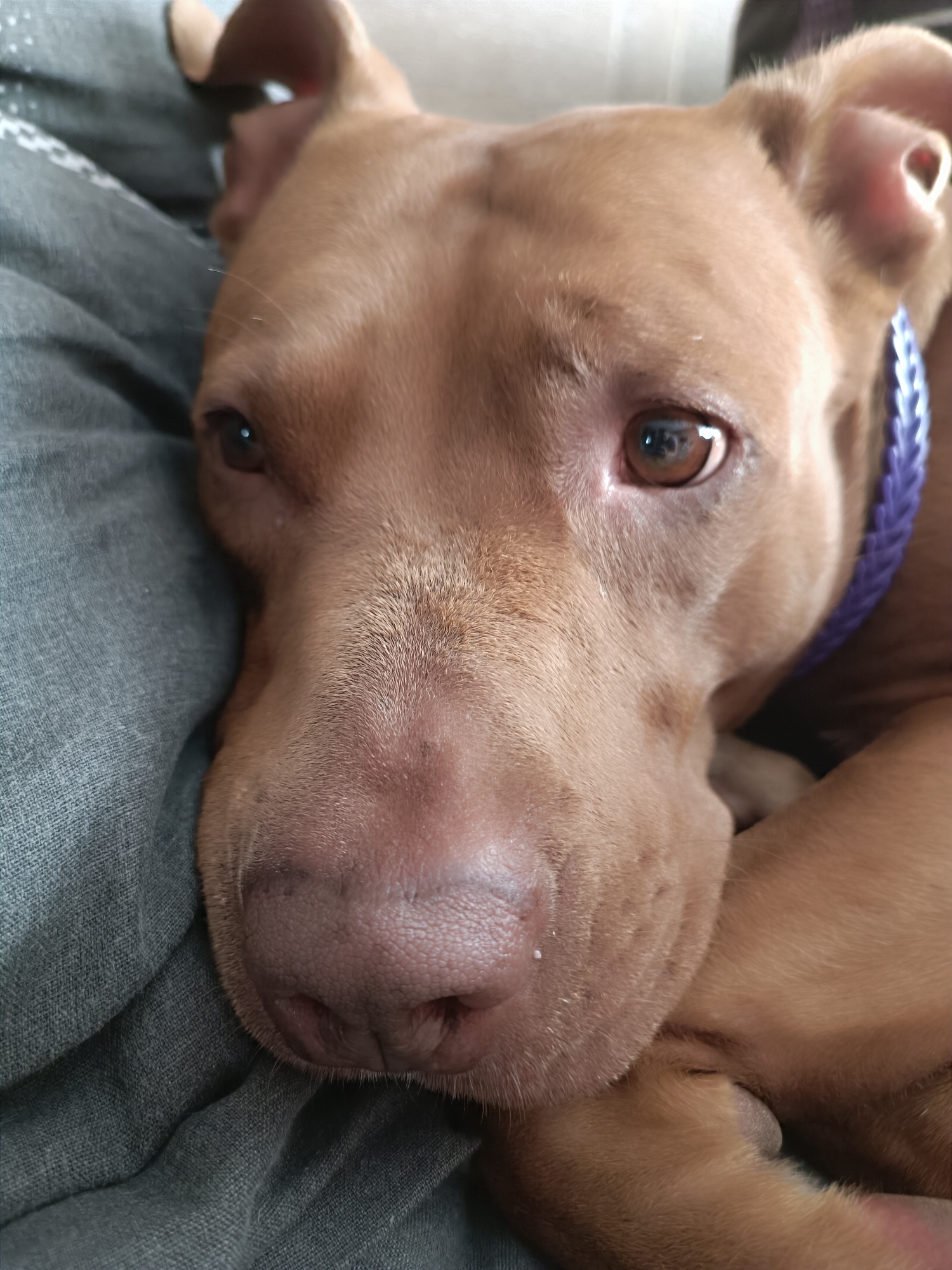 A close-up shot shows the face of a tan-colored pit bull dog resting on a dark grey textured fabric. The dog's eyes are open, and its head is tilted slightly to the left. A purple braided collar is visible around its neck. The dog's nose is wet and pinkish-brown. The background is out of focus and appears to be a light-colored surface.