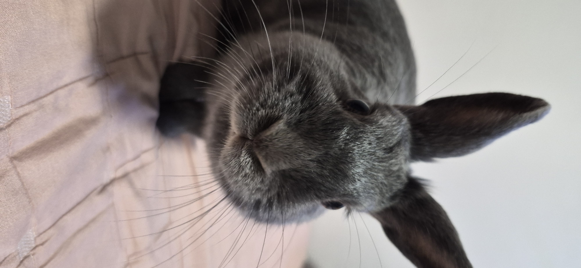 A close-up, overhead, low-angle shot captures a young gray rabbit on a surface with a pink, textured fabric. The rabbit is positioned with its head angled towards the camera, its whiskers fanning out from its nose. Its eyes are dark and round, and its ears are long and pointed, with one ear folded slightly. The fur is a soft gray, with some lighter gray highlights around the muzzle and eyes. The background is a plain white surface, which contrasts with the pink fabric and the rabbit's fur. The lighting is soft and even, suggesting it might be daytime indoors. The rabbit appears calm and curious, with a soft, relaxed expression. There is no visible text in the image, and the setting is likely a home environment. The specific location context of Ussurijsk, Russia is not visually discernible from the image itself.