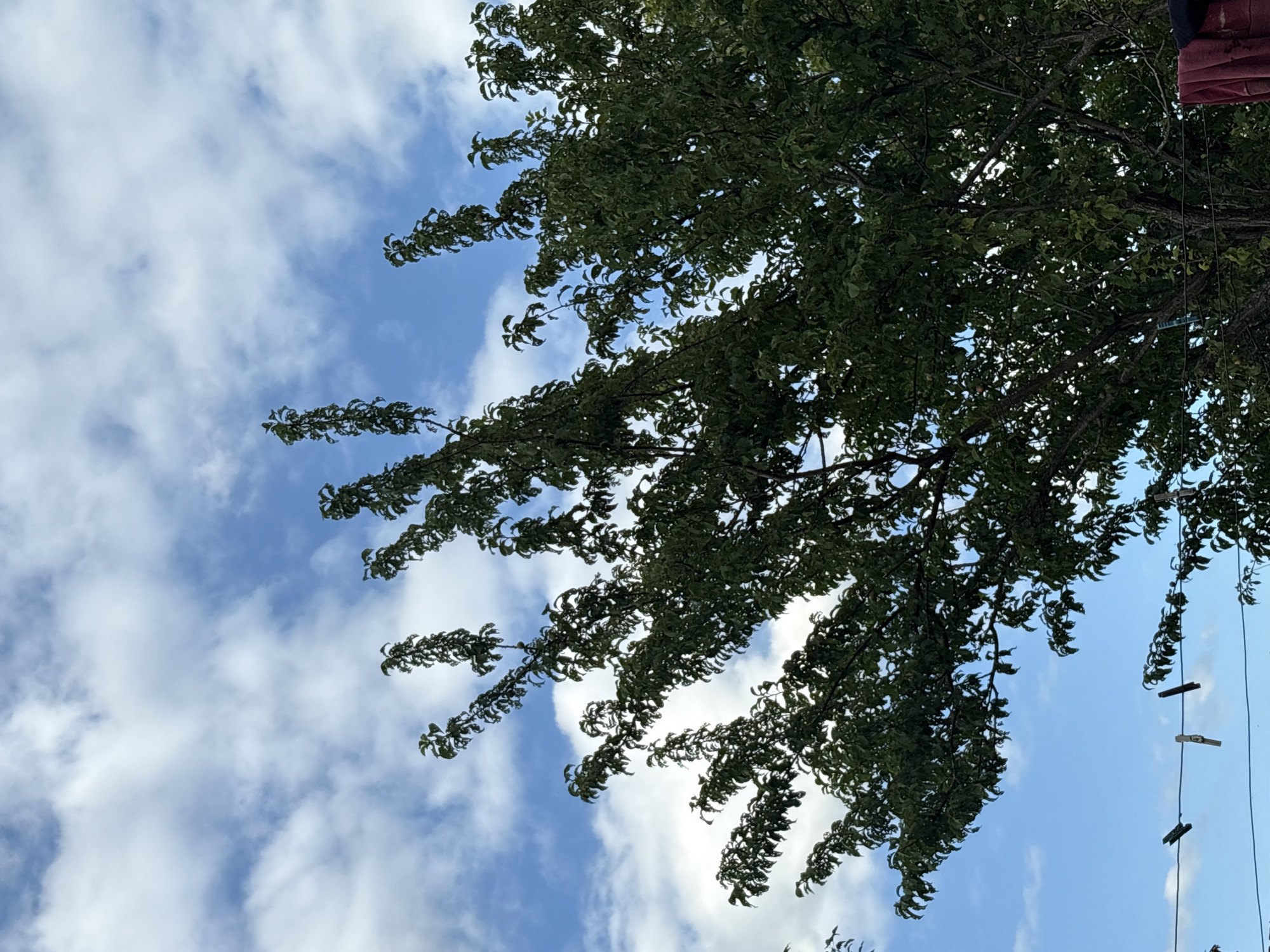 This is a low-angle medium shot of a leafy tree against a bright blue sky with scattered white clouds. The tree's branches extend upwards and outwards, with dense green foliage. In the lower left corner of the image, a clothesline is visible with three clothespins attached, two of which are dark, and one is a lighter brown. A piece of red fabric is draped over a line in the lower right corner. The scene appears to be set in a residential area, possibly a backyard, in Malinovo, Russia. The lighting suggests it is daytime, with the sun illuminating the scene from an unseen angle.