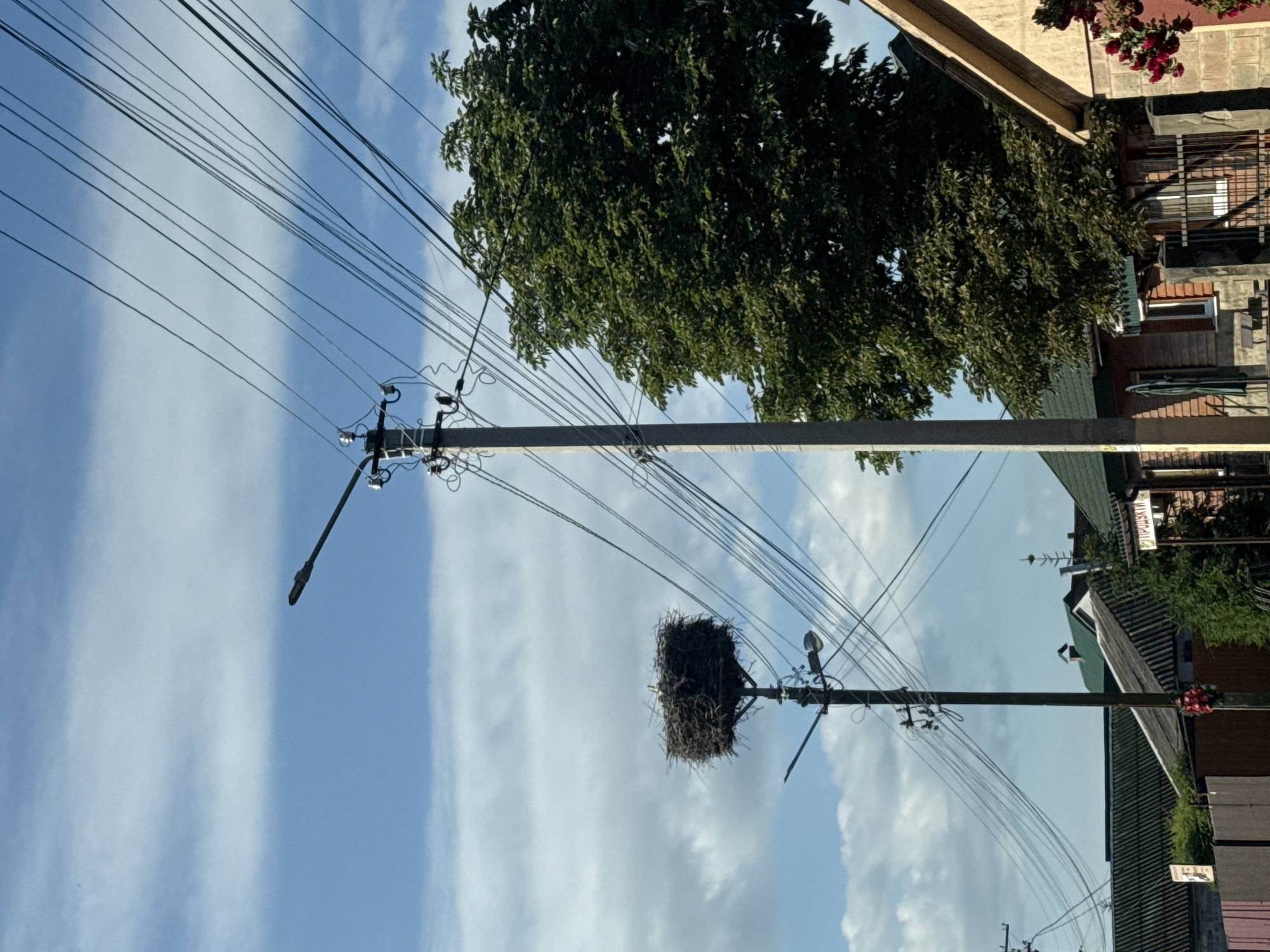 An outdoor, eye-level, medium shot captures a clear view of a stork's nest atop a utility pole in an urban setting. The nest, composed of twigs and branches, is positioned on a platform attached to the pole. A utility pole stands in the foreground, adorned with electrical wires and a streetlight. Adjacent to it, another utility pole supports the stork's nest. The background reveals a cluster of houses with dark roofs and green trim, partially obscured by a large, leafy tree. The sky above is a bright blue, punctuated by scattered white clouds.