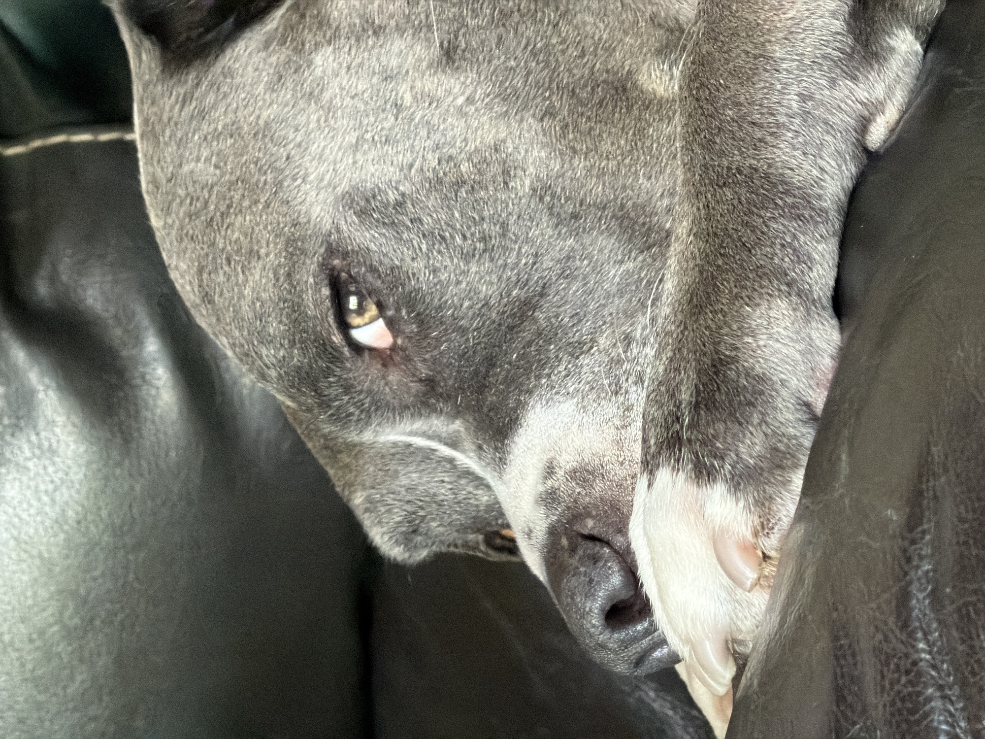 A gray-furred dog is nestled into a dark leather surface, possibly a couch. Its head is tilted downwards, with one eye partially visible and the other obscured by its white paw. The dog's nose is black, and its expression appears relaxed or sleepy. The focus is tight, filling the frame with the dog's face and the leather texture.
The location of Esch-sur-Alzette, Luxembourg, is not identifiable within this photograph.