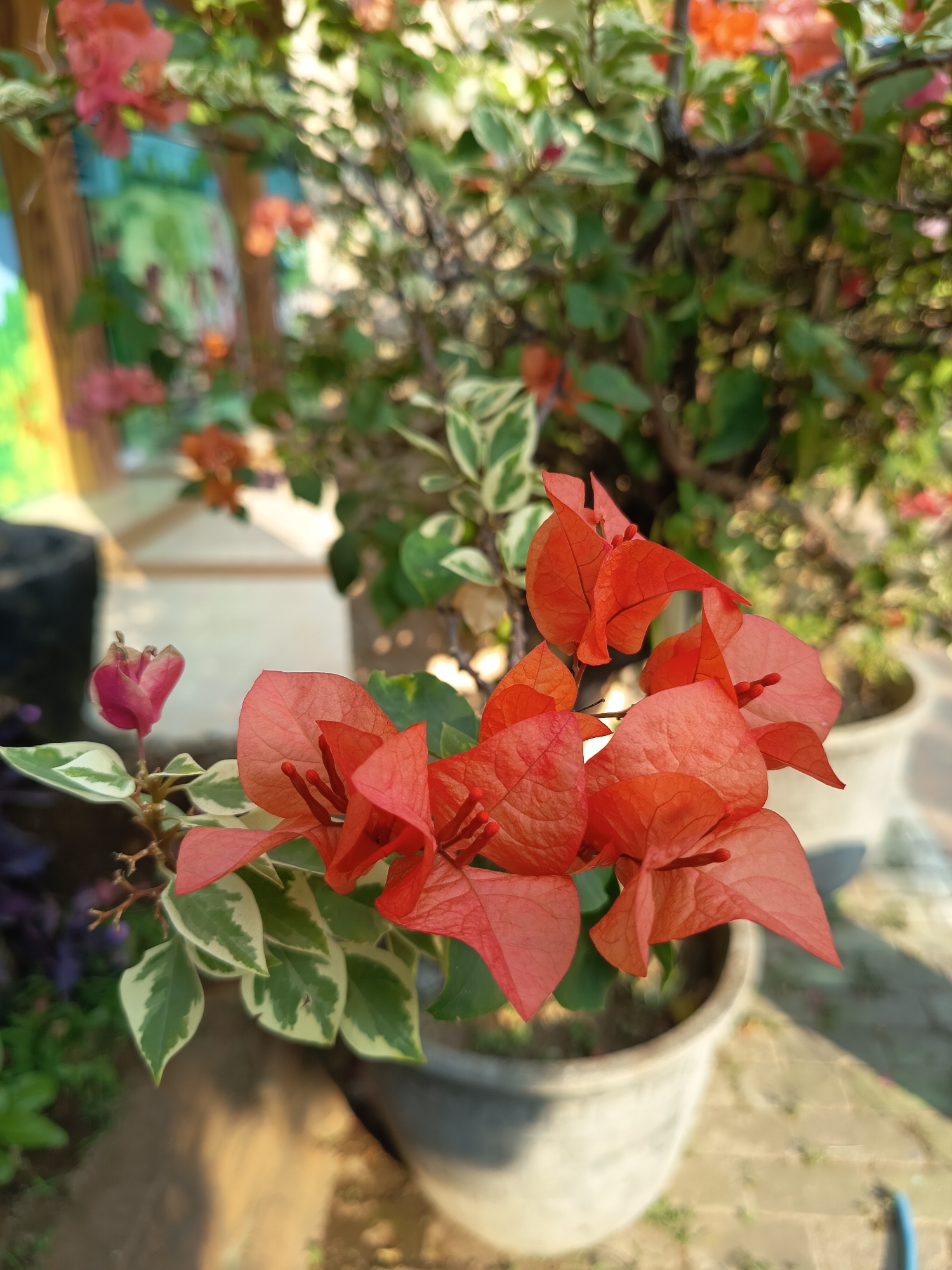 A close-up, eye-level shot shows a cluster of vibrant orange bougainvillea flowers and variegated green and white leaves in a gray planter. The flowers are in sharp focus in the foreground, with their delicate petals appearing slightly translucent in the sunlight. Behind the flowers, the plant's branches and foliage are visible, with some leaves also displaying the characteristic variegation. The background is blurred, suggesting an outdoor setting with sunlight casting shadows on a paved surface. To the left, a hint of a colorful mural or painted surface is visible on a wall, possibly in a residential area or public space within Gebangan, Indonesia. The scene appears to be in a garden or patio area.