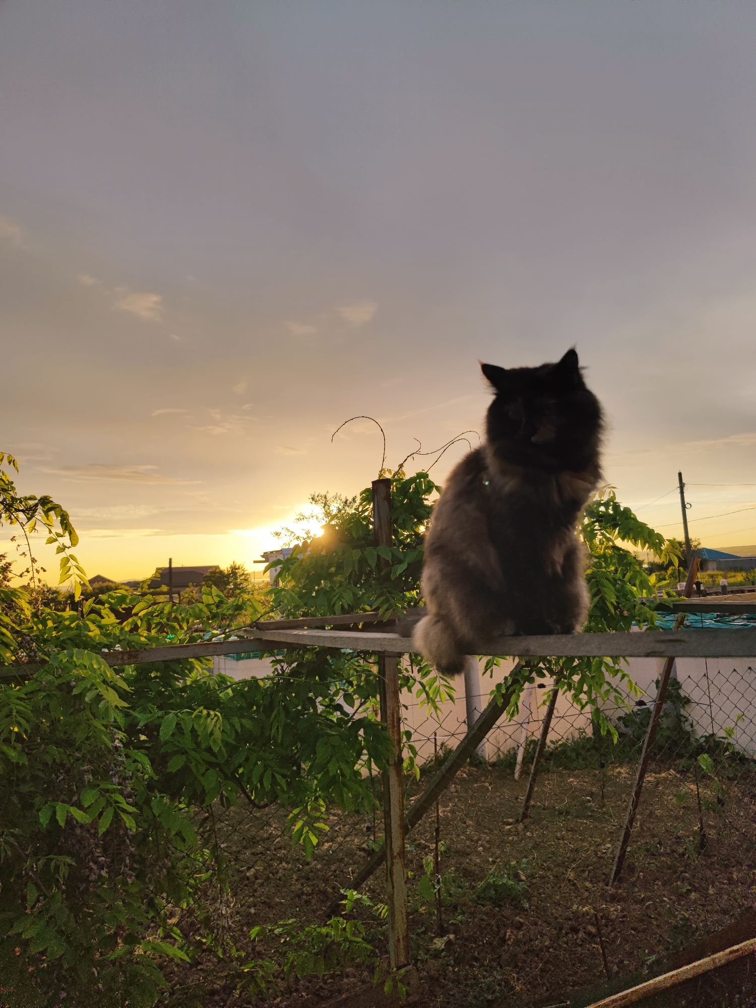 A medium shot of a gray and black cat is seated on a rusted steel structure in the city of Sennoy, Russia. The cat faces forward, its fluffy fur blending with the shadows. The setting sun, partially obscured by green vegetation, casts a warm, golden light on the background, illuminating parts of the foliage and the sky, which is tinted with yellows, oranges, and blues. Below the structure, a patch of earth is visible behind a wire fence.