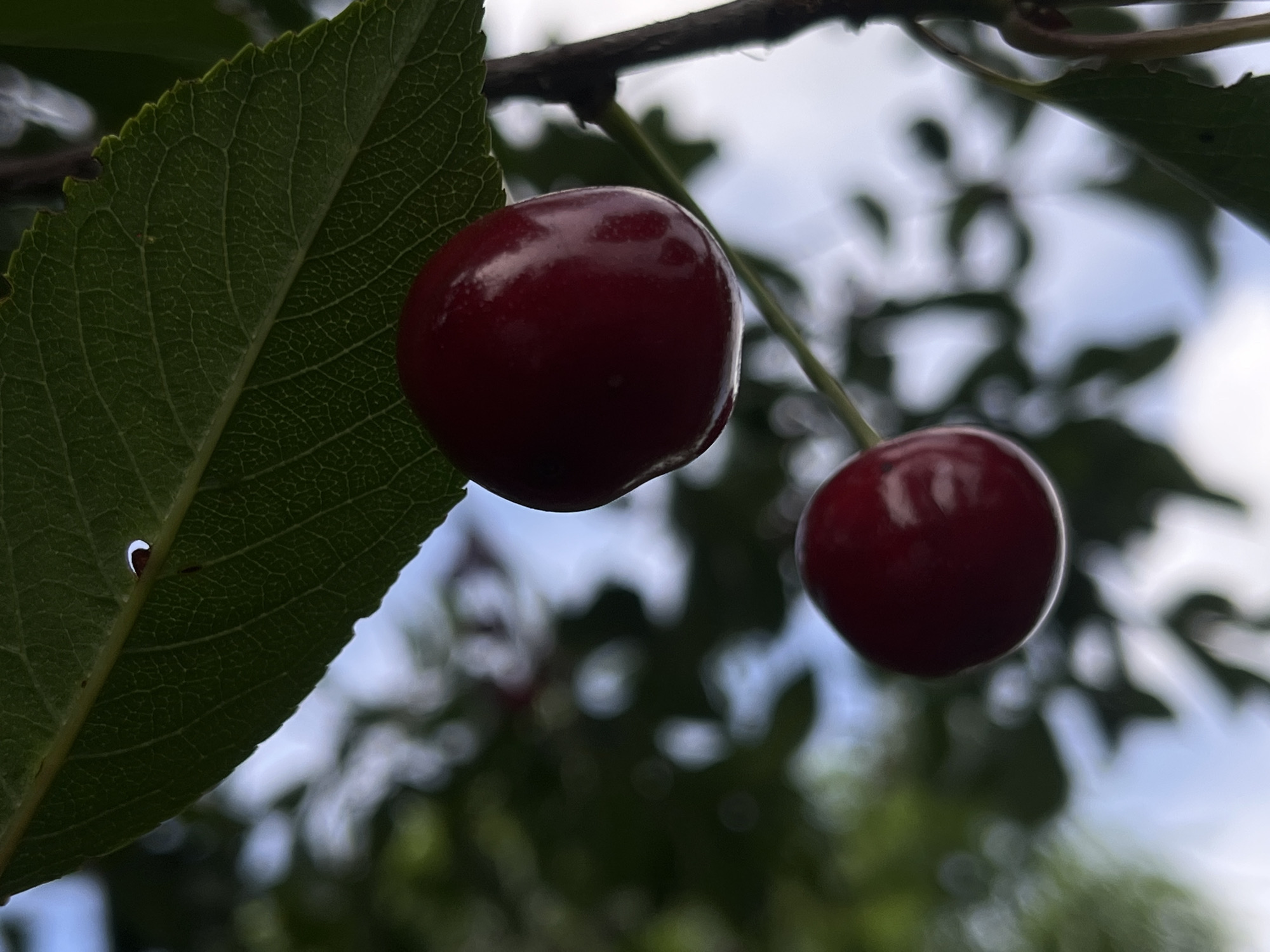 A close-up, low-angle shot captures two ripe cherries hanging from a tree branch. The cherry in the foreground is larger and to the left, while a smaller one is to the right. A dark green leaf with visible veins and a serrated edge is prominent on the left side of the frame, partially obscuring the larger cherry. The background is a blur of dark green foliage and bright sky, suggesting an outdoor setting during the day, possibly with some overcast conditions given the diffused light. The cherries appear smooth and glossy, reflecting the light. The scene is natural and peaceful, with no people or text visible. The location is identified as Novopokrovskaya, Russia.