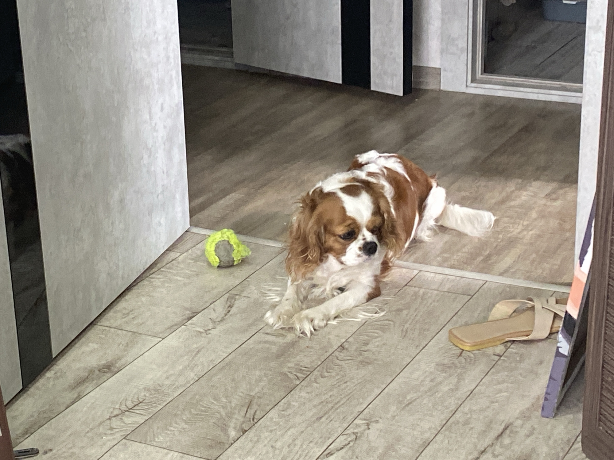 A Cavalier King Charles Spaniel dog is lying on a light-colored wood-plank floor. The dog is tri-colored with brown, white, and black markings. Its front paws are extended forward, and its head is turned slightly to the right, looking down. To the left of the dog is a bright yellow-green tennis ball. Further to the right, a single beige sandal with crossed straps is lying on the floor. The background features a wall with a textured gray and white finish, with a dark vertical stripe. In the far background, a closet or doorway with reflective surfaces is visible. The scene is indoors, likely in a residential setting.