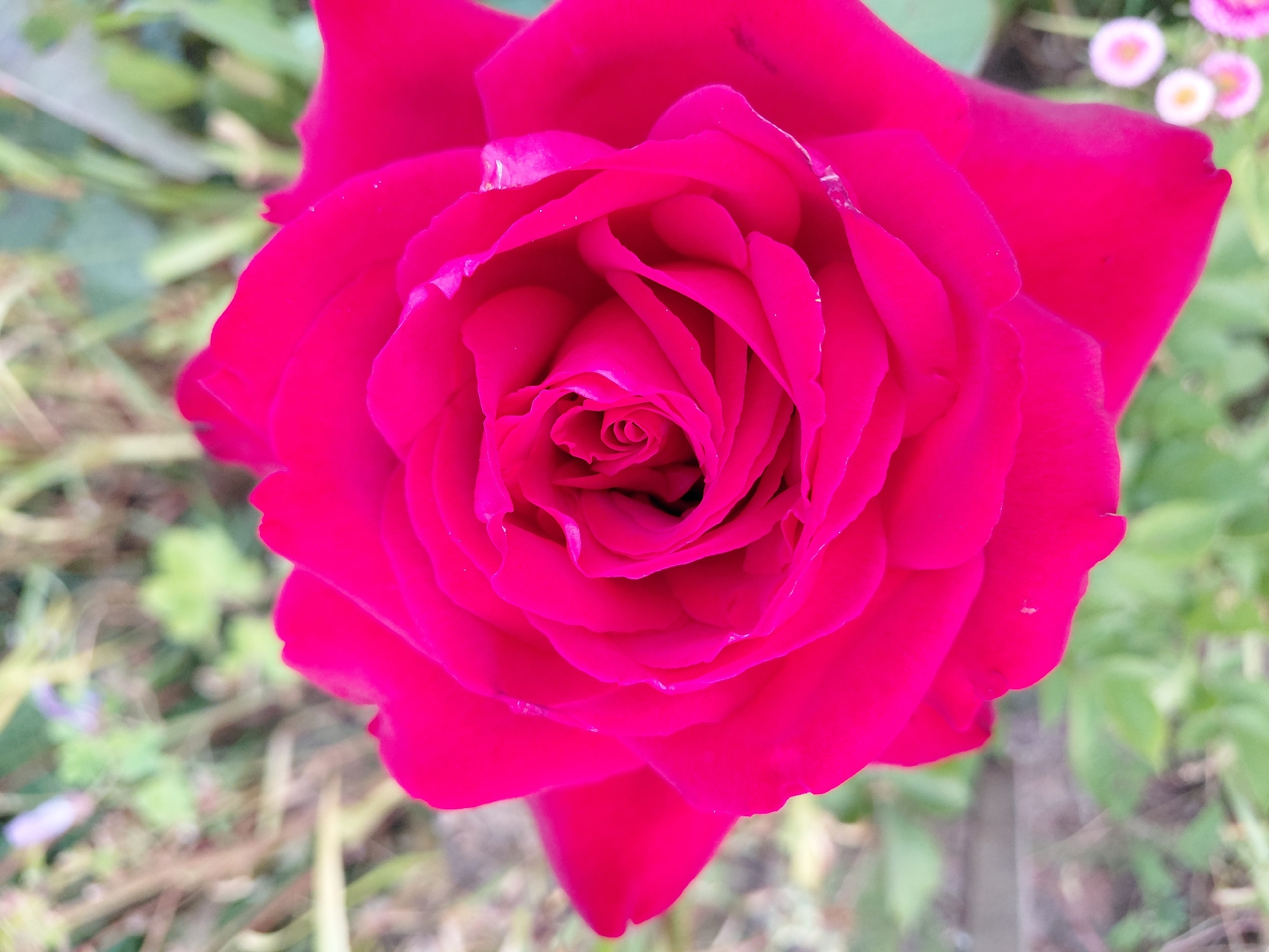 A close-up, eye-level shot of a vibrant pink rose in bloom is captured. The rose is the central focus, with its petals unfurling in a spiral pattern towards the center. The background is a soft, out-of-focus blur of green foliage, suggesting an outdoor garden setting. The lighting appears natural, casting subtle shadows on the rose petals and highlighting their delicate texture. Small, blurred white and pink flowers are visible in the lower right portion of the background, adding a touch of color and depth to the scene. There are no people or animals present in the image. The image appears to be taken in a garden, possibly in Malinovka, Russia.