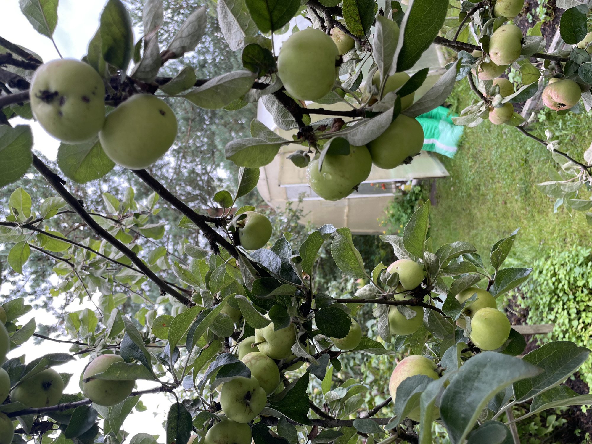The image shows a close-up view of an apple tree laden with green apples. The apples are of various sizes and some show minor blemishes. The tree is densely packed with green leaves, some of which appear to be wet, possibly from recent rain. In the background, a greenhouse is visible, along with a patch of green grass and some gardening equipment, including a bright green bag. The overall scene suggests a garden or orchard setting. The location is specified as Leningradskaya, Russia, implying an outdoor, possibly rural or suburban environment.