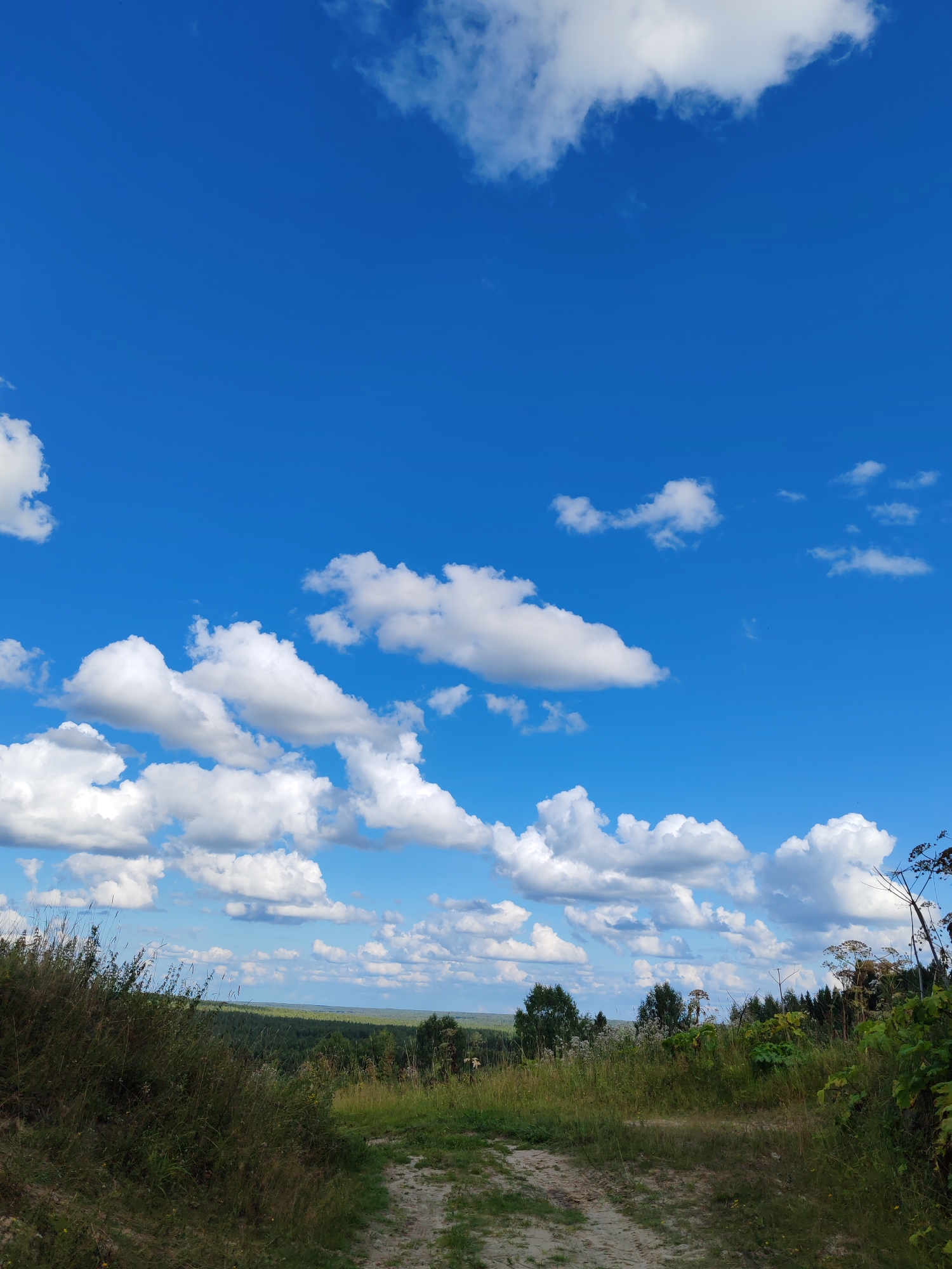 A dirt path winds through a grassy, slightly overgrown landscape under a bright blue sky filled with scattered white cumulus clouds. The path leads towards a distant line of green trees and hills, suggesting a rural or semi-rural environment. The foreground is dominated by tall grasses and some wildflowers, with a few larger plants on the right side of the path. The overall scene depicts a sunny day in a natural setting. The location is identified as the city of Chuhlem, Russia.