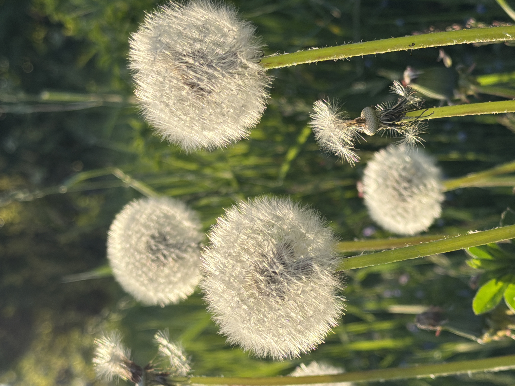 The image presents a close-up, natural outdoor scene dominated by several dandelion seed heads, illuminated by warm, golden light characteristic of either morning or late afternoon sun. The primary subjects are four dandelion "blowballs" and their green stems, set against a softly blurred background of lush green foliage.
Two fully mature dandelion seed heads are prominently featured, their spherical forms composed of countless delicate, white pappus (seed parachutes). These fluffy structures are brightly lit, creating a radiant, almost glowing effect as they reflect the sunlight. One seed head is in the upper part of the frame, and another is in the lower part, both appearing largely intact and ready for dispersal. Between them, and slightly above the lower prominent one, is a dandelion in a state of partial dispersion, with many seeds having already detached, revealing its darker central structure. Another intact, though slightly out-of-focus, seed head is visible further back.
The dandelions are supported by sturdy, bright green stems, some of which appear to have fine hairs or ridges. The background is a pleasingly soft blur of greens, with hints of darker shadows and brighter patches, indicating a shallow depth of field that keeps the dandelions in sharp focus. The strong, directional lighting emphasizes the intricate textures of the seed heads, giving them an ethereal quality. The scene evokes a sense of natural beauty and tranquility. No text is visible in the image.