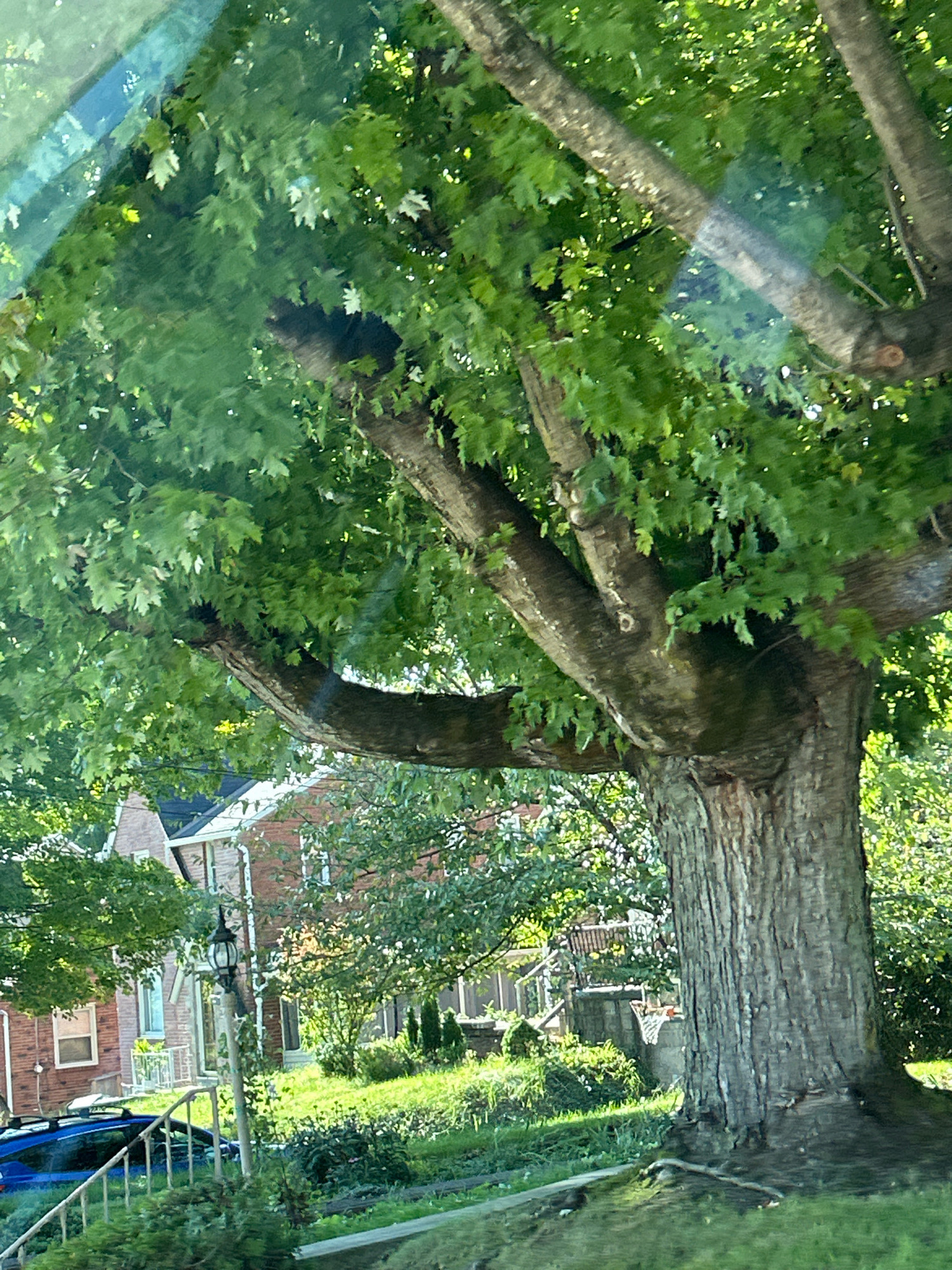 The image shows a large tree with a thick trunk and sprawling branches filled with green leaves. Sunlight filters through the foliage, creating dappled patterns. In the background, brick houses with white trim and a black lamppost are visible, suggesting a residential neighborhood. A blue car and a white railing are also present, hinting at a street or driveway. The overall impression is a sunny day in a suburban area. Without specific landmarks or identifying features, it is impossible to pinpoint the exact location in Pittsburgh, United States of America.