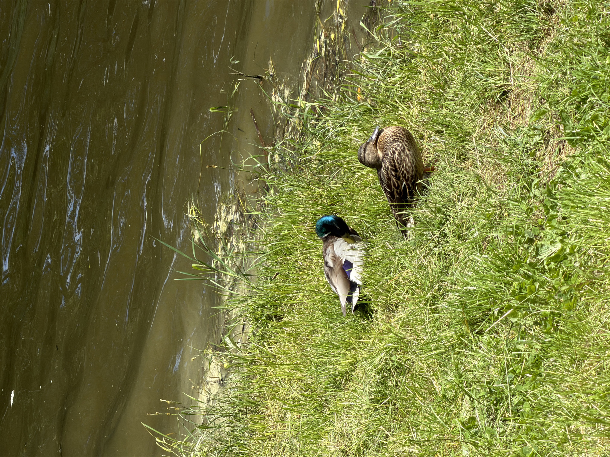 The image shows two ducks on a grassy bank next to a body of water. One duck is preening, the other has its head tucked into its body. The water appears murky. The location is unspecified.